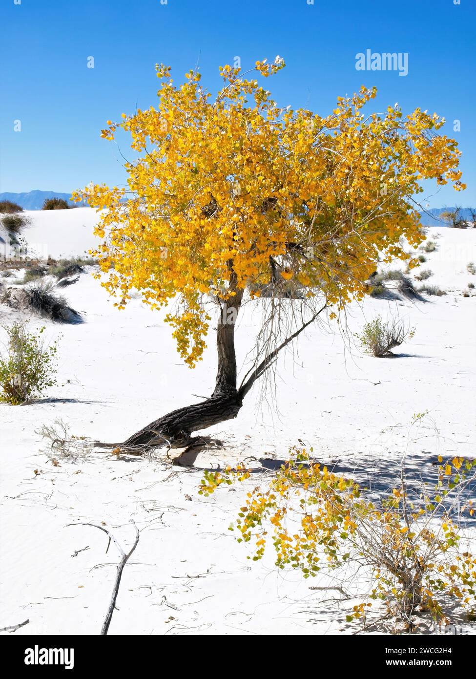 Cottonwood d'automne penché au parc national de White Sands Banque D'Images
