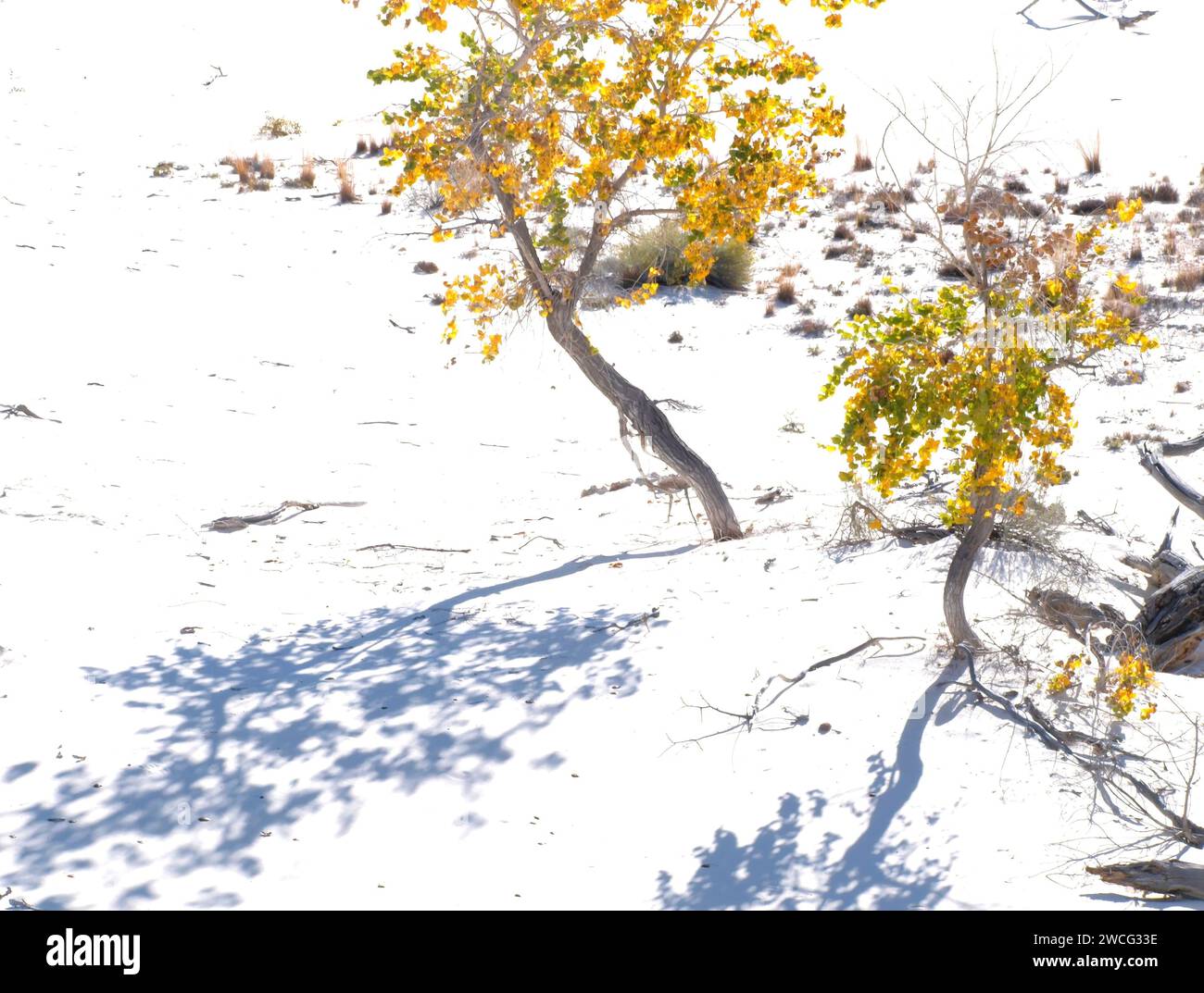 Deux cottonwoods dorés au parc national de White Sands Banque D'Images