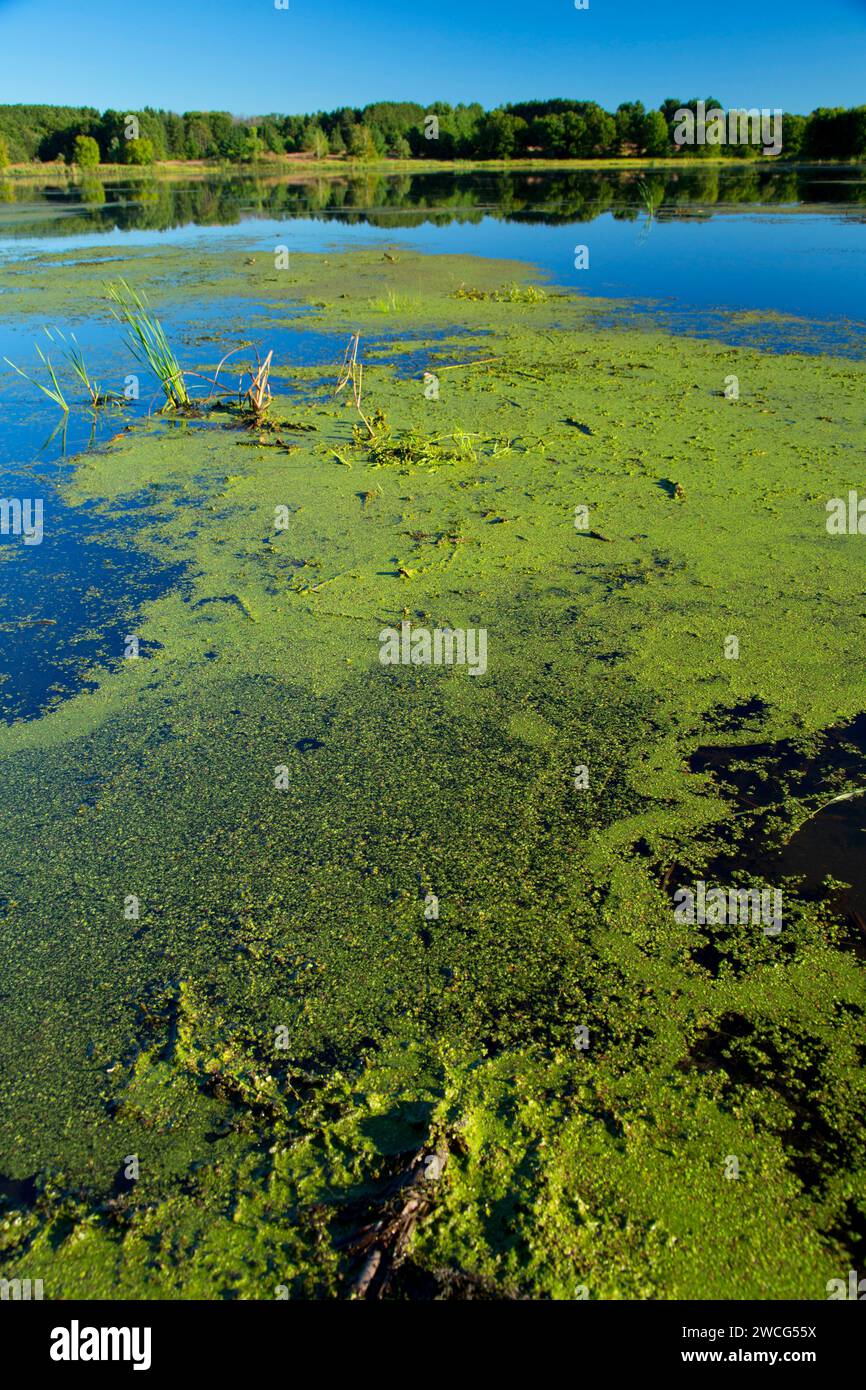 Lac Mud, zone de gestion de la faune Carlos Avery, Minnesota Banque D'Images