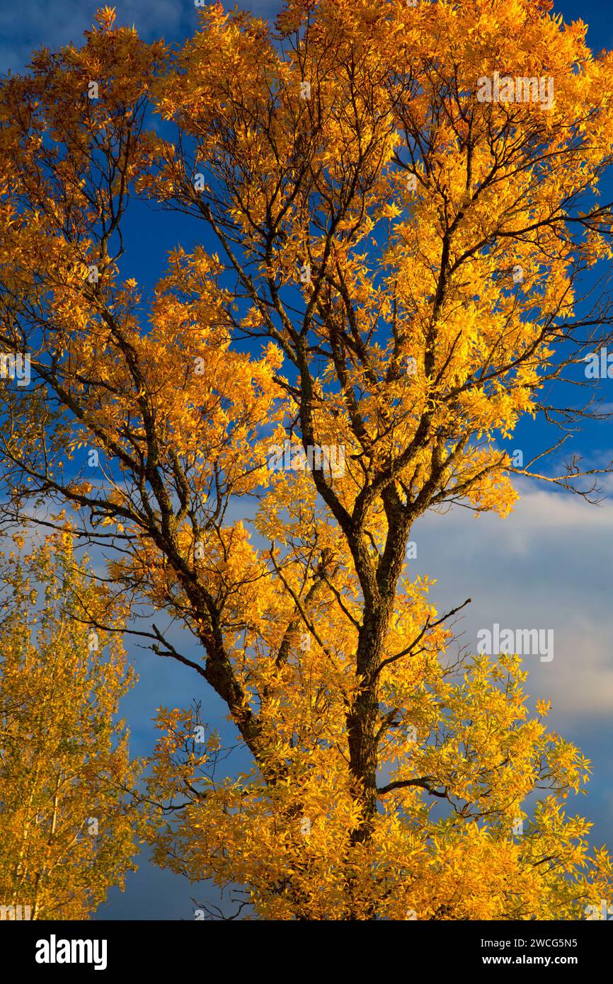 Ash en automne, Brule River State Forest, Wisconsin Banque D'Images