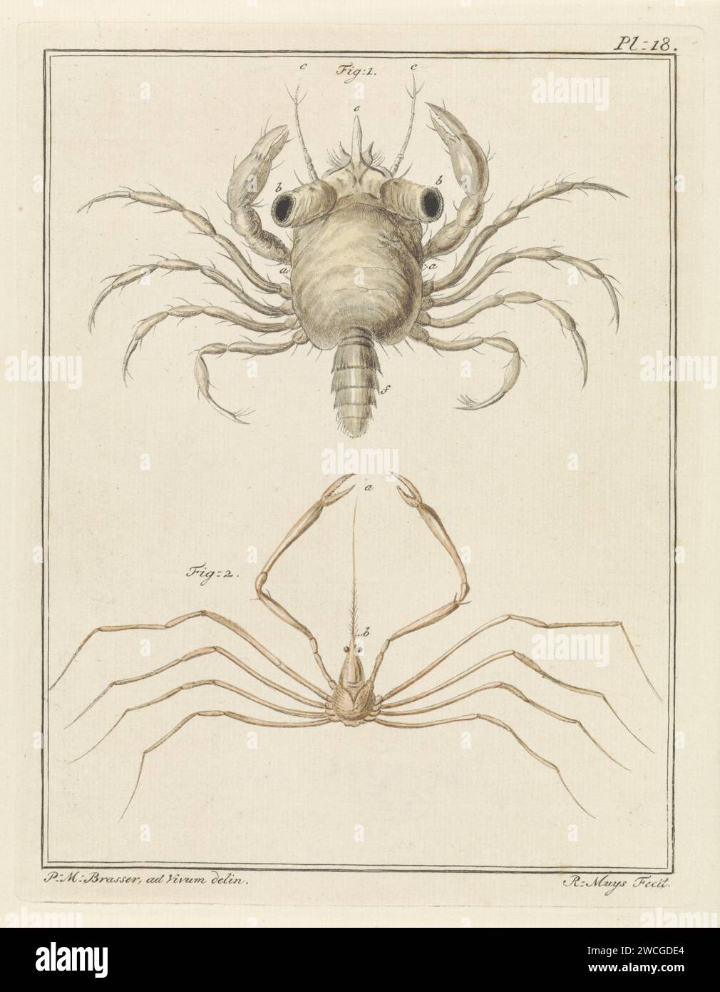 Espèce de crabe de plage et de grattoir à flèches, Robbert Muys, après P.M. brasser, 1778 print la figure 1 montre un crabe de plage. La figure 2 montre une espèce de racleur de flèche. En haut à droite : pl. 18. Imprimer à partir d'un livre sur les animaux terrestres et aquatiques domestiques et étrangers. Papier Rotterdam mordant les animaux inférieurs (+ animaux  investigation biologique). crustacés : crabe Banque D'Images