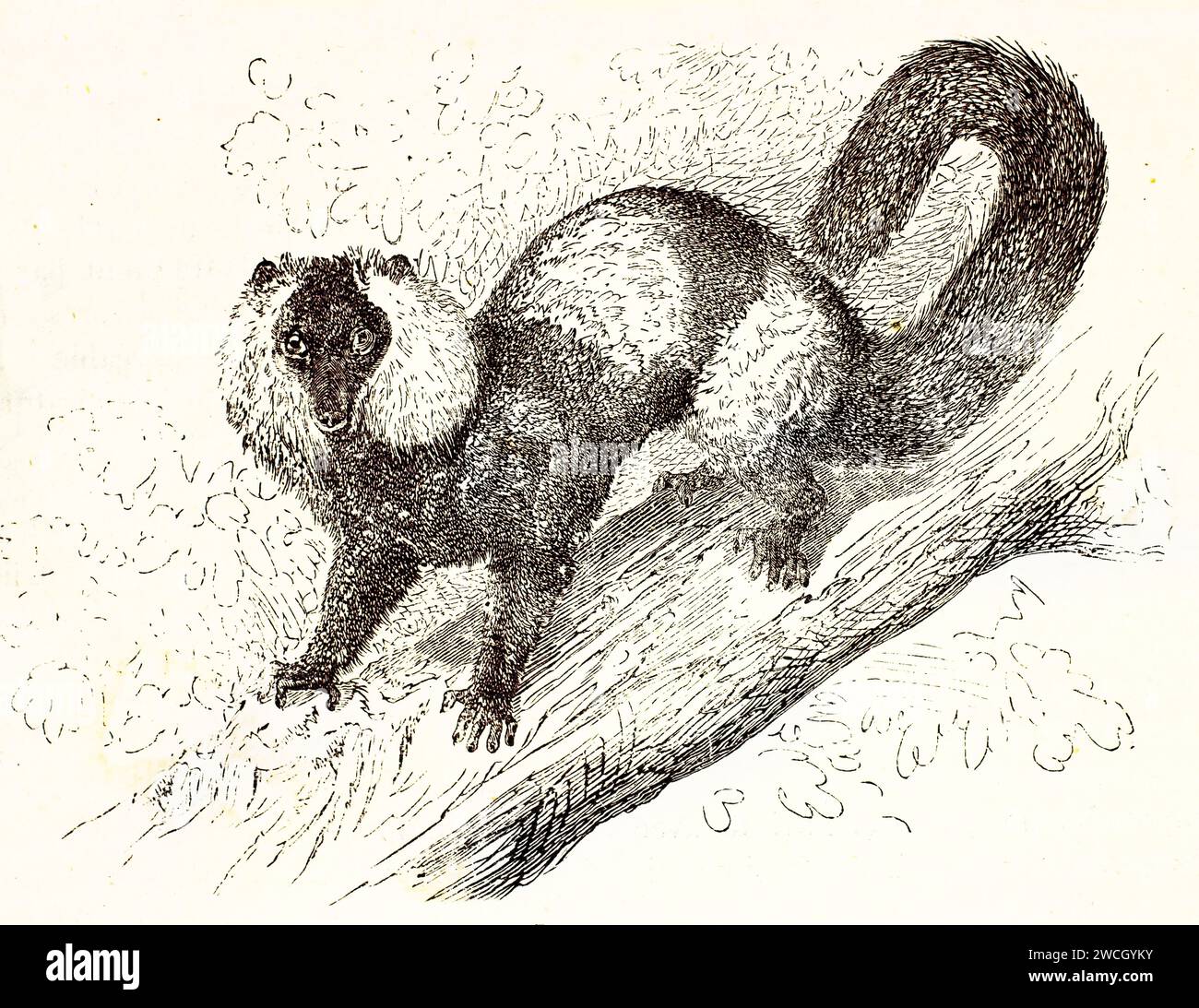 Vieille illustration gravée de lémur Ruffed noir et blanc sur une branche. Par auteur inconnu, publié sur Brehm, les Mammifères, Baillière et fils, Paris, Banque D'Images