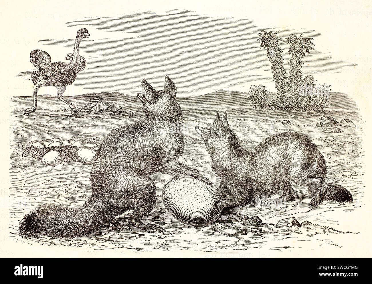 Les renards du Cap (Vulpes chama) sont pris en train de voler un œuf d'autruche, surpris alors que la mère revient. Lignes expressives et détails gravés sur bois. Publié en 1878. Banque D'Images
