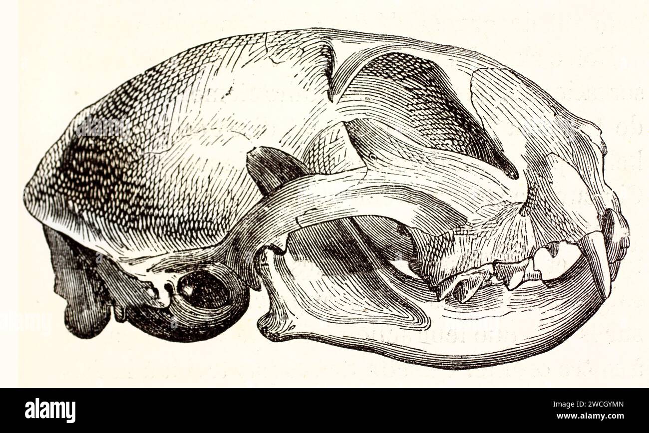 Ancienne gravure anatomique de 1878 d'un crâne de chat vue de côté. Un dessin au trait précis révèle la structure crânienne avec un rendu naturaliste détaillé. Banque D'Images
