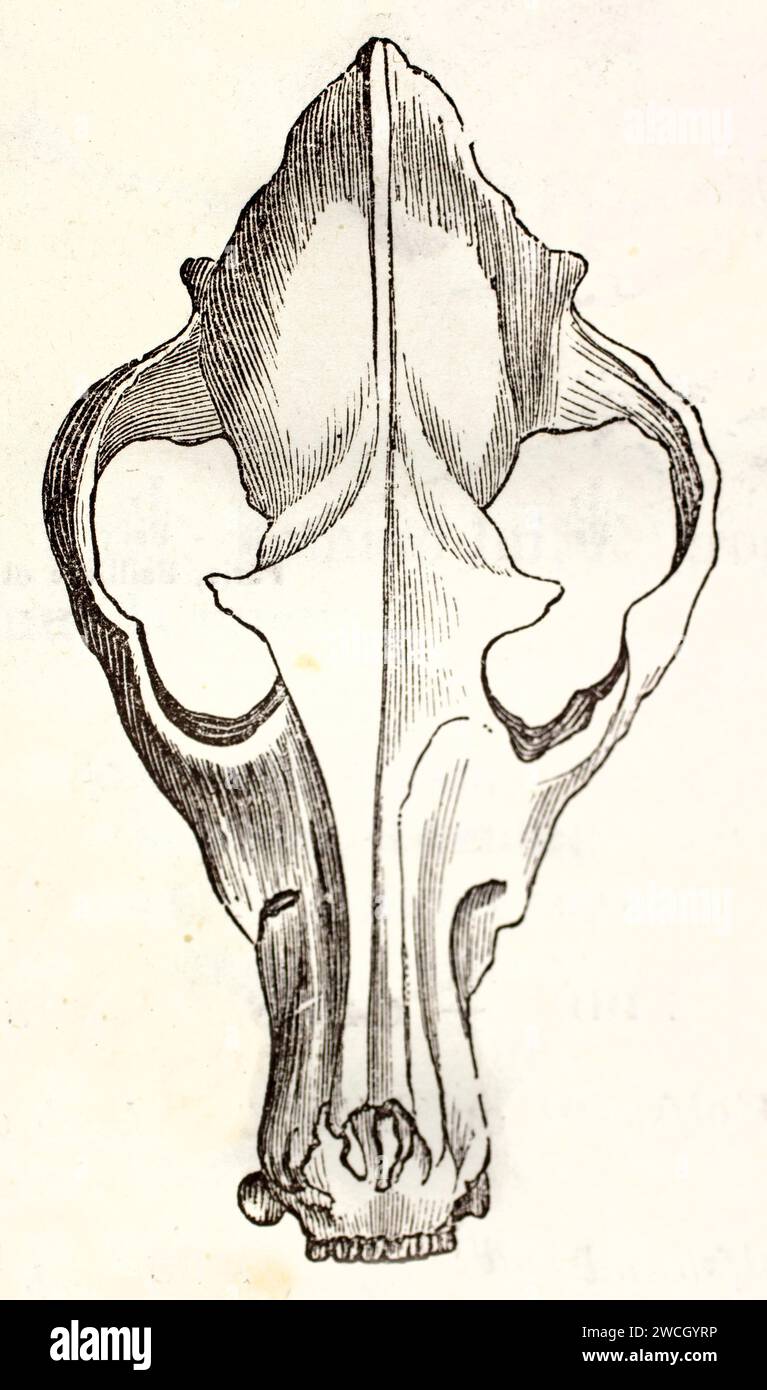 Ancienne illustration gravée du crâne de Dingo (vue de dessus). Par auteur inconnu publié sur Brehm, les Mammifères, Baillière et fils, Paris, 1878 Banque D'Images