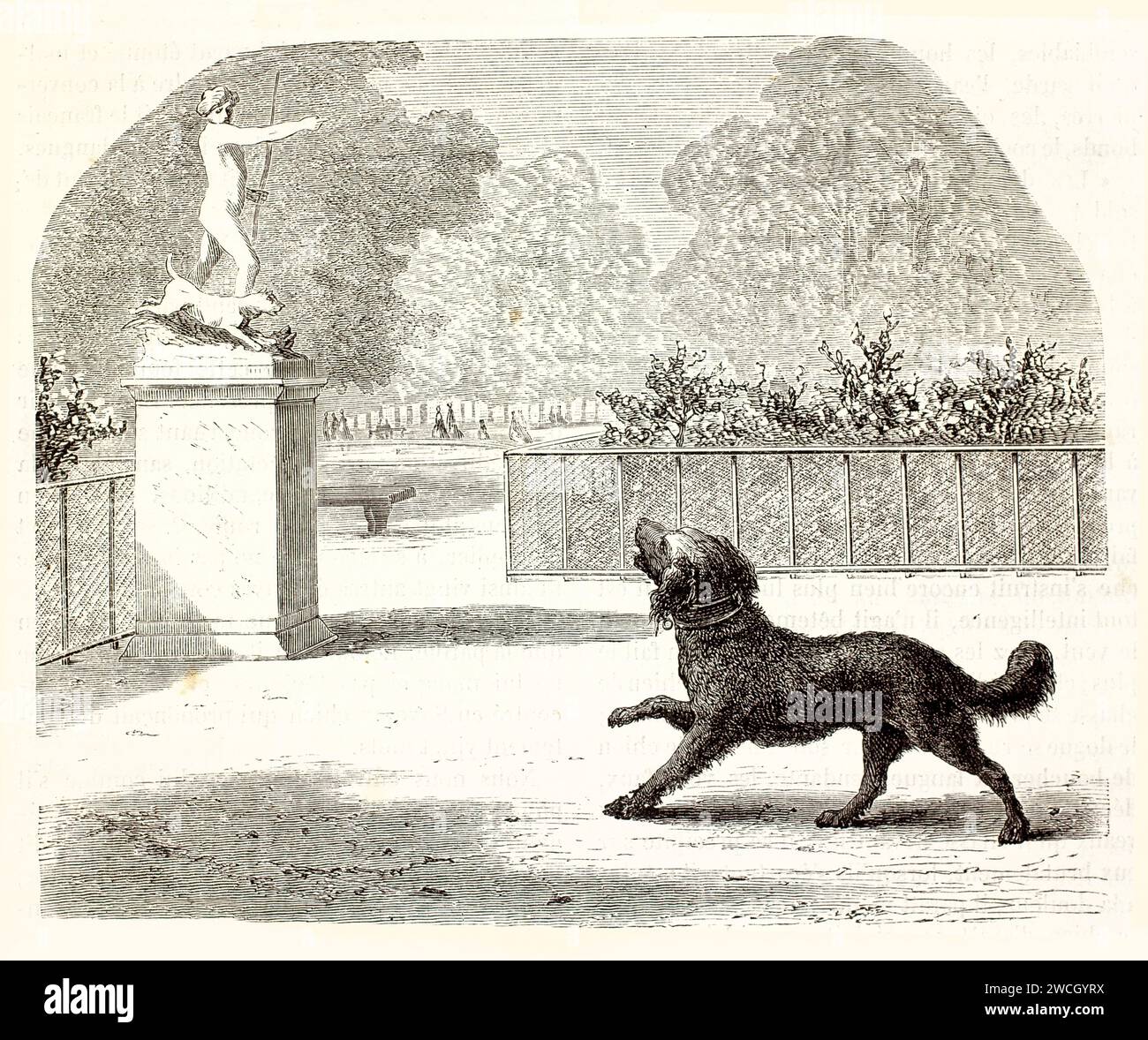 Vieille illustration représentant un chien lookint à une statue. Créé par Bocourt, publié sur Brehm, les Mammifères, Baillière et fils, Paris, 1878 Banque D'Images