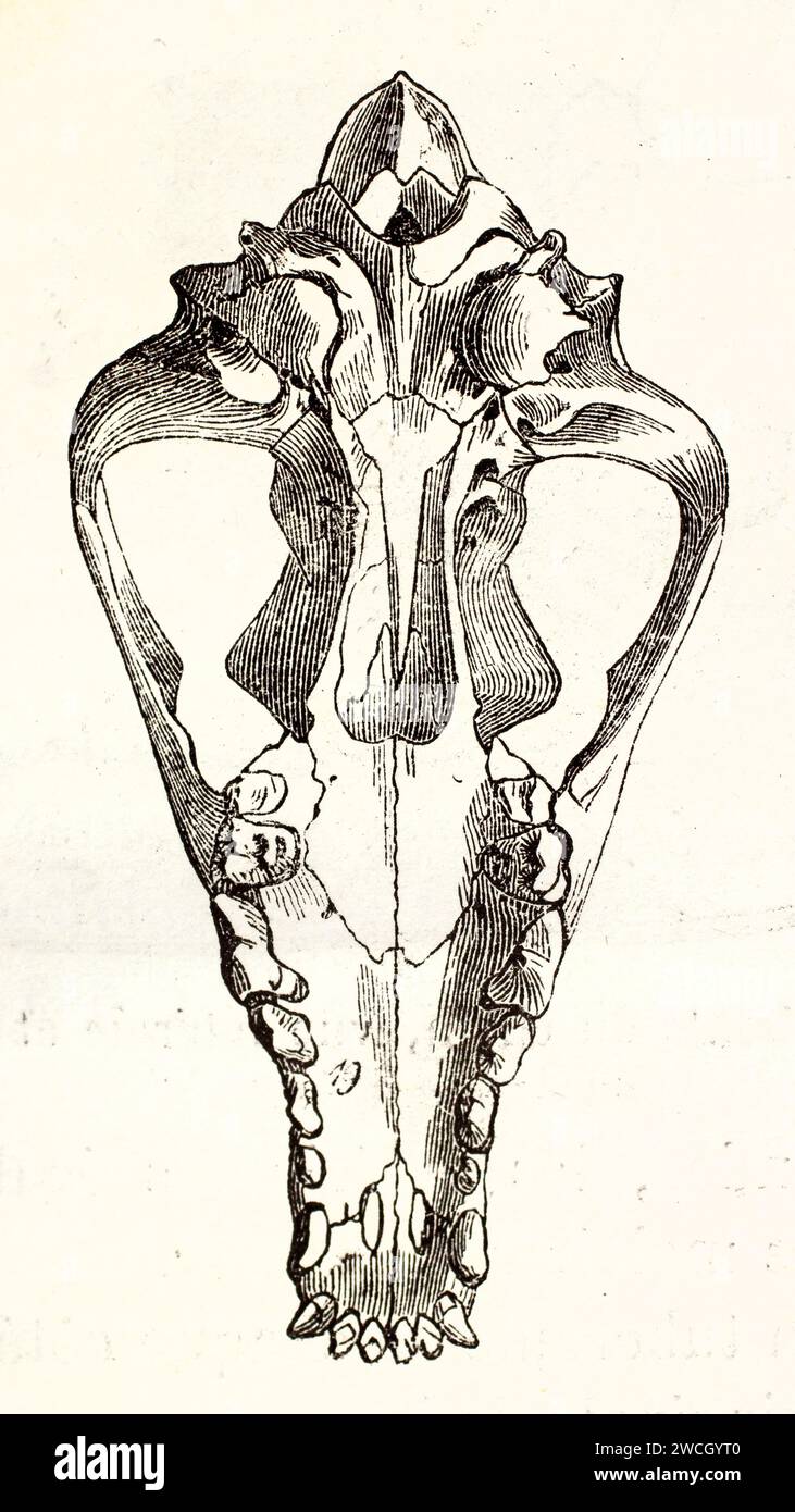 Crâne et mâchoire de chien vus d'en bas avec dentition détaillée, gravure sur bois anatomique de 1878. Dessin au trait expressif sur fond neutre. Banque D'Images