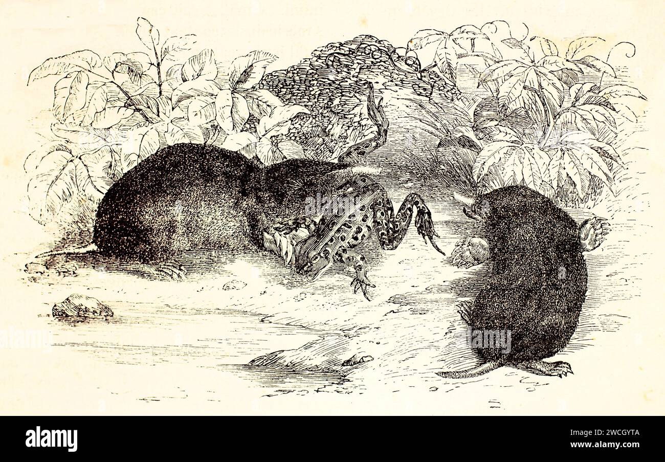Taupes orientales (Scalopus aquaticus) après avoir capturé une grenouille dans un terrain herbeux. Rendu naturaliste dans un style de gravure expressif. Publié en 1878. Banque D'Images