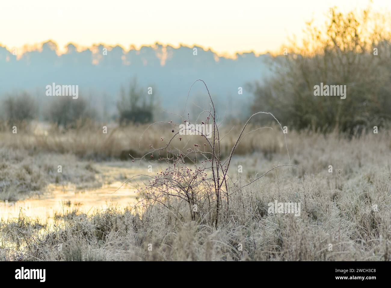 Gel dur dans la campagne avec des températures jusqu'à -4 tôt le matin, Avon Valley, New Forest, Hampshire, Royaume-Uni, 16 janvier 2024 Banque D'Images