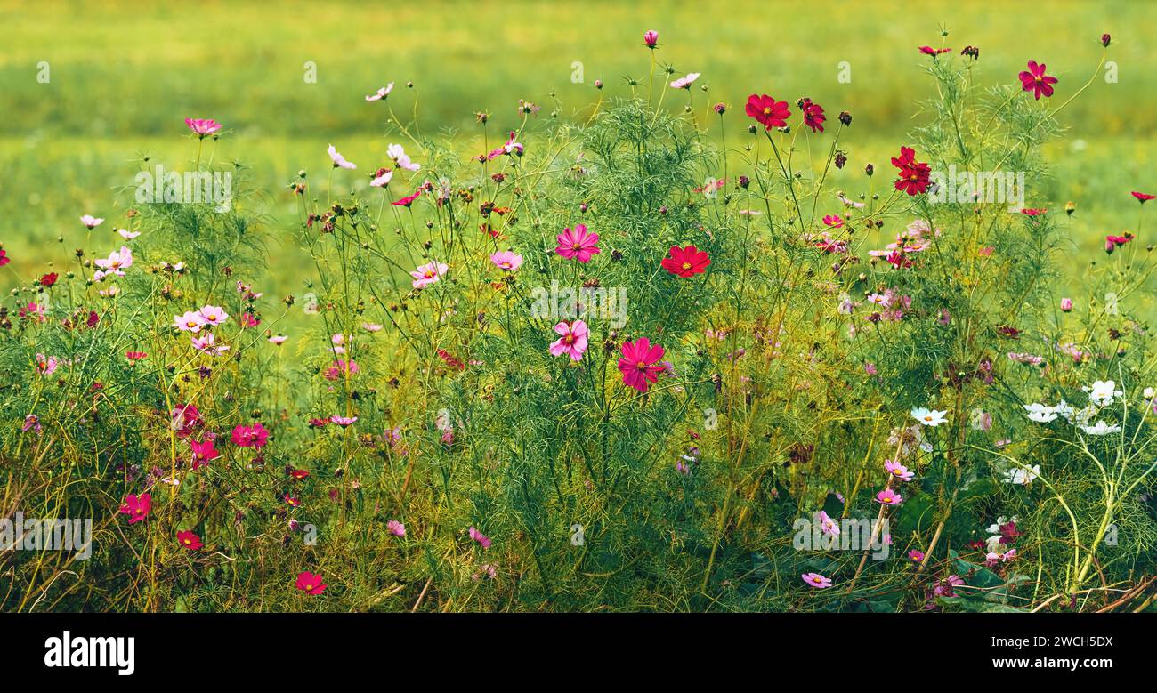 Une fleur de prairie vibrante en pleine floraison, capturée dans les environs pittoresques de Bohinj, mise au point sélective Banque D'Images