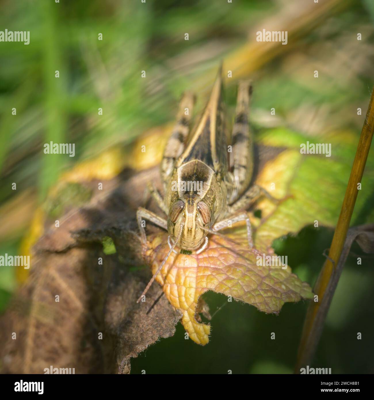 Un criquet italien (Calliptamus italicus) reposant sur une feuille sèche dans un pré, journée ensoleillée en été, Vienne (Autriche) Banque D'Images