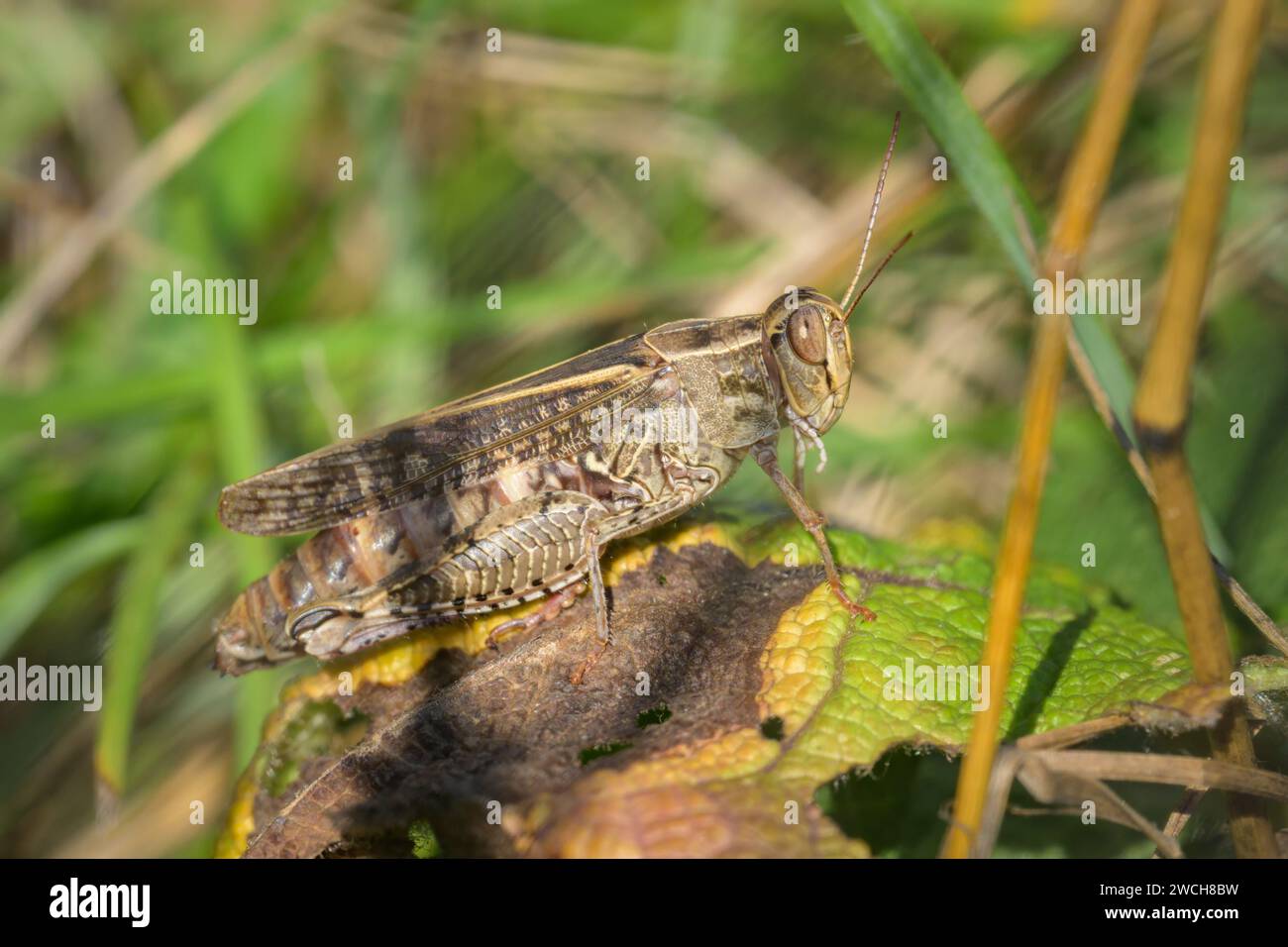 Un criquet italien (Calliptamus italicus) reposant sur une feuille sèche dans un pré, journée ensoleillée en été, Vienne (Autriche) Banque D'Images