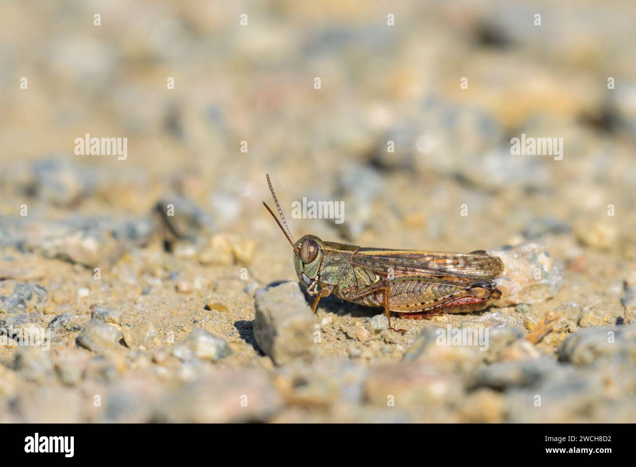 Un criquet italien (Calliptamus italicus) reposant sur le sol, journée ensoleillée en été, Vienne (Autriche) Banque D'Images