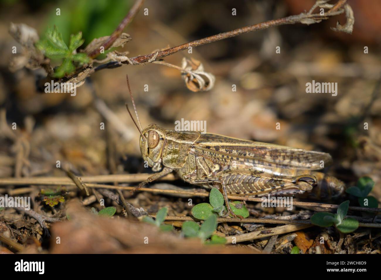 Un criquet italien (Calliptamus italicus) reposant sur le sol, journée ensoleillée en été, Vienne (Autriche) Banque D'Images