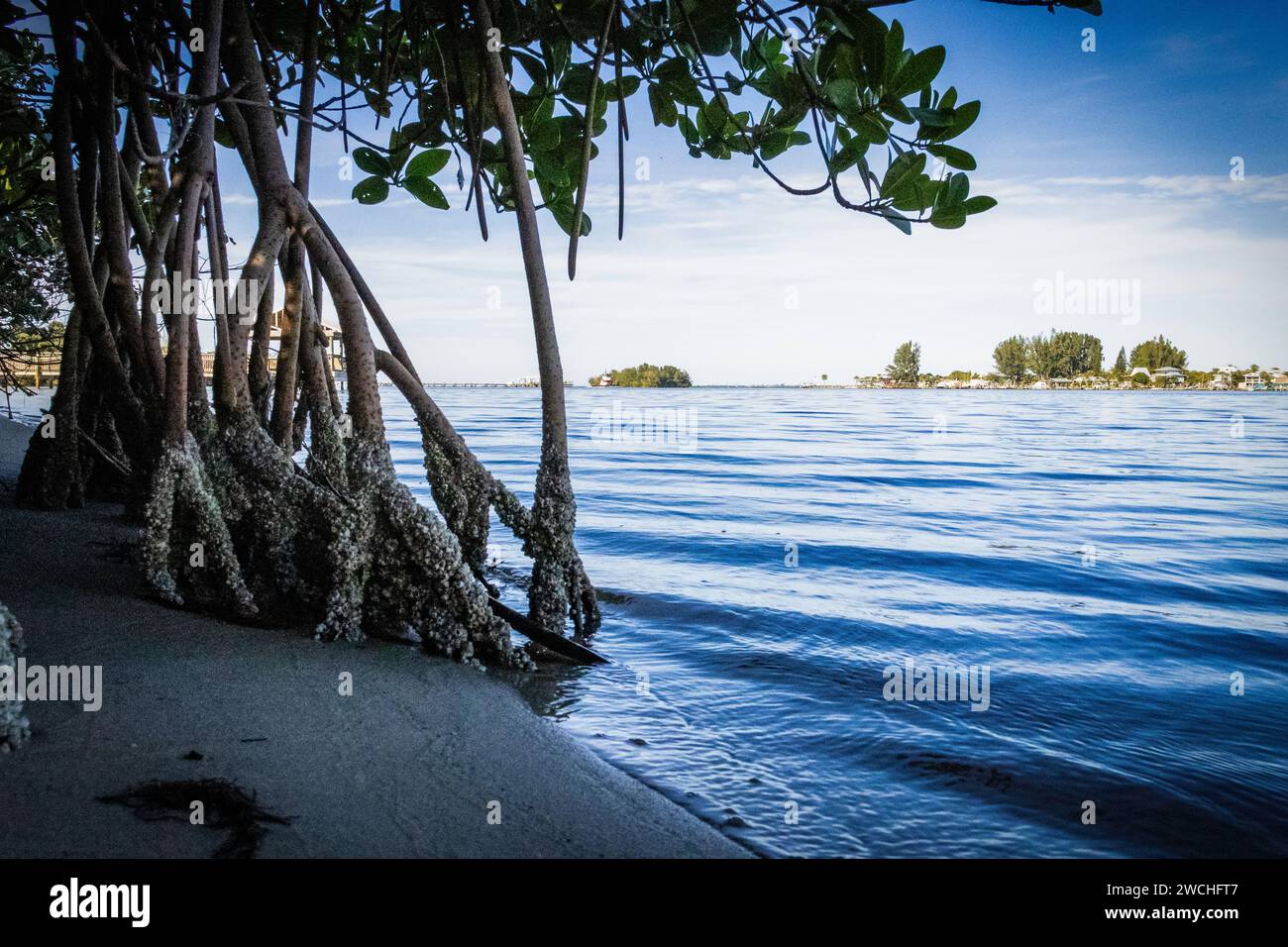 Mangroves surplombant la rivière Banque D'Images