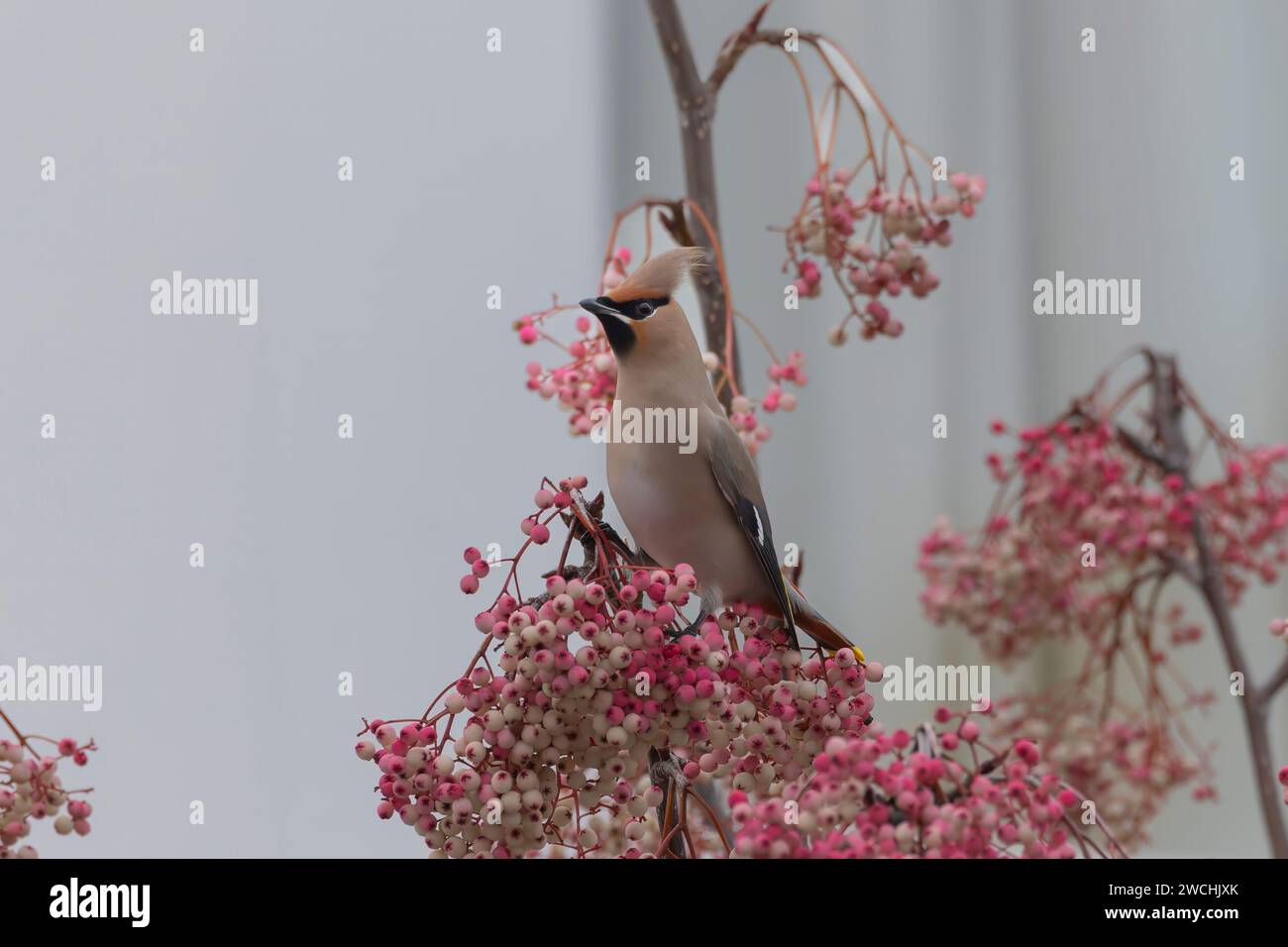 Une Waxwing semble majestueuse dans les superbes couleurs de baies BALHAM, LONDRES SUPERBES IMAGES d'une Waxwing showoff équilibrant les baies d'hiver sur son bec ont b Banque D'Images