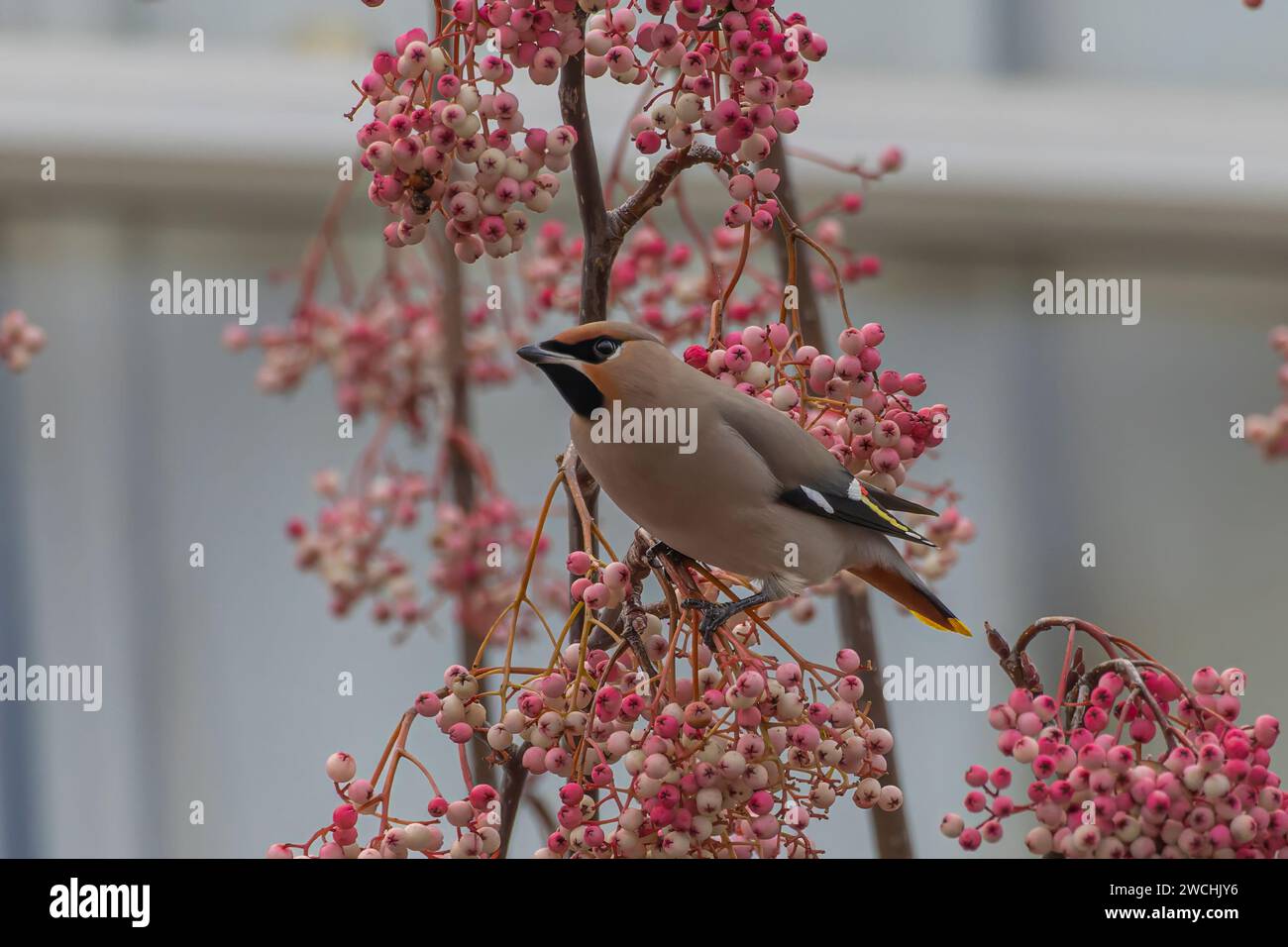 L'aile de cire dans le plumage de baies BALHAM, LONDRES DES IMAGES ÉTONNANTES d'une aile de cire équilibrant les baies d'hiver sur son bec ont été capturées sur le 7T. Banque D'Images