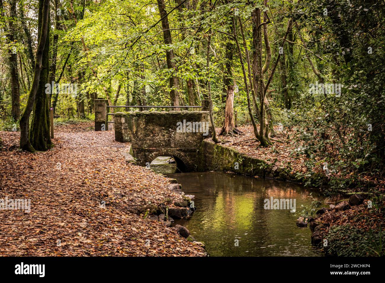 Ruisseau Tehidy coulant sous une petite passerelle dans Tehidy Woods en Cornouailles au Royaume-Uni. Banque D'Images