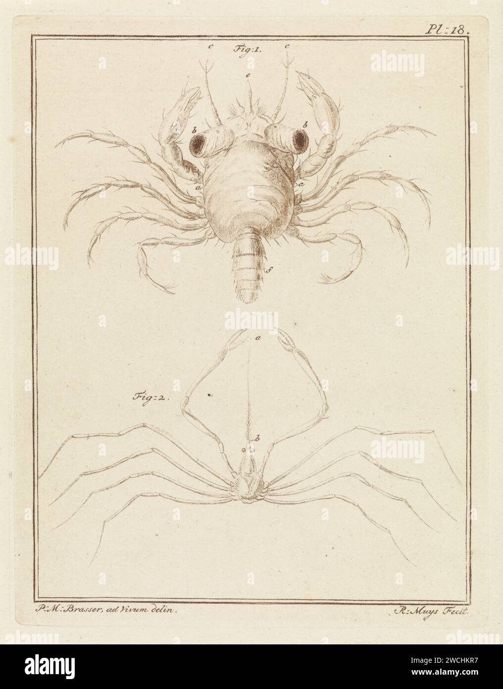 Espèce de crabe de plage et de grattoir à flèches, Robbert Muys, après P.M. brasser, 1778 print la figure 1 montre un crabe de plage. La figure 2 montre une espèce de racleur de flèche. En haut à droite : pl. 18. Imprimer à partir d'un livre sur les animaux terrestres et aquatiques domestiques et étrangers. Papier Rotterdam mordant les animaux inférieurs (+ animaux  investigation biologique). crustacés : crabe Banque D'Images