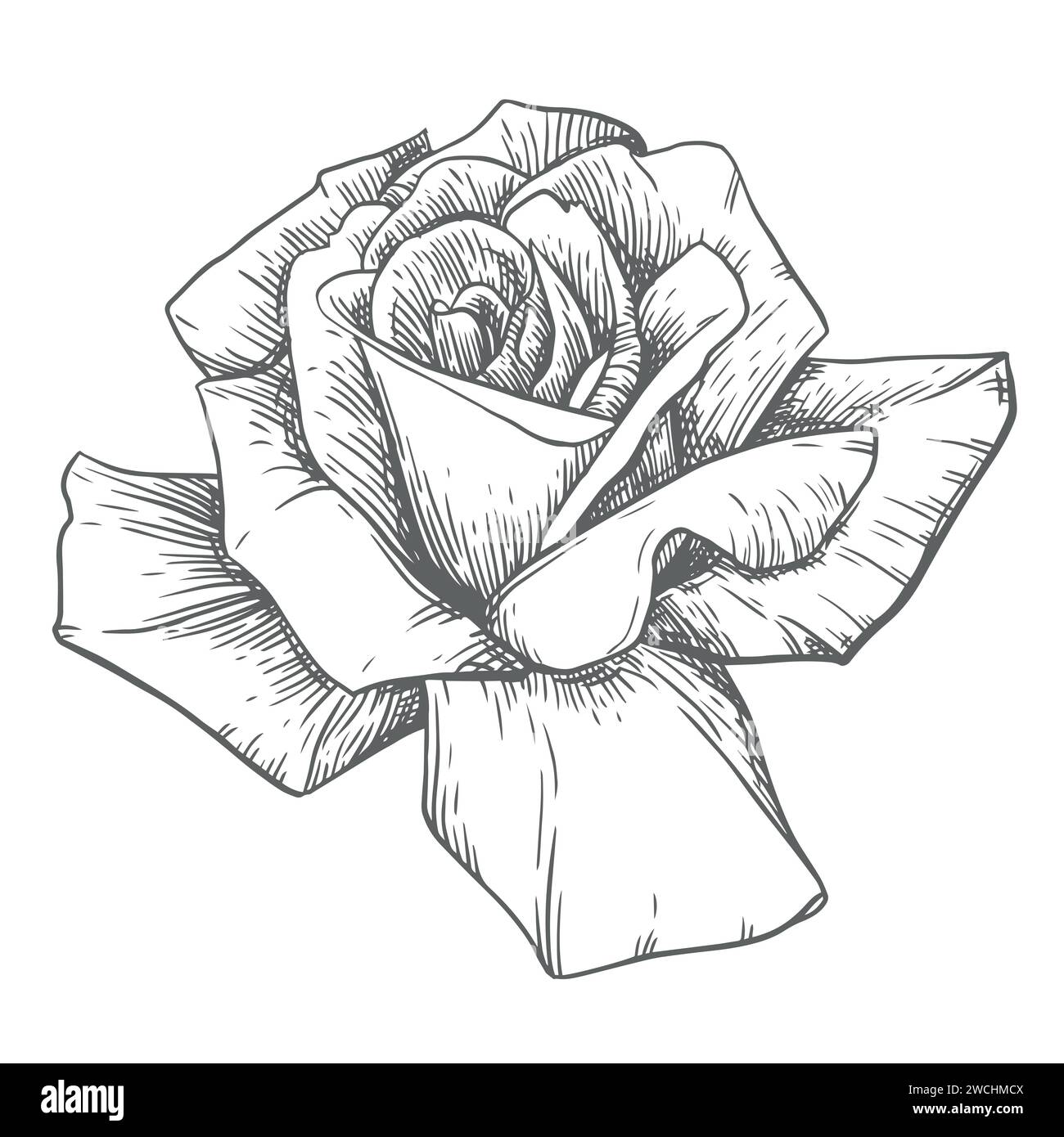 Rose vintage, gravure florale. Plantes de style victorien, dessin à l'encre. Croquis d'un tatouage noir et blanc dans le style Old School. Vecteur botanique Illustration de Vecteur