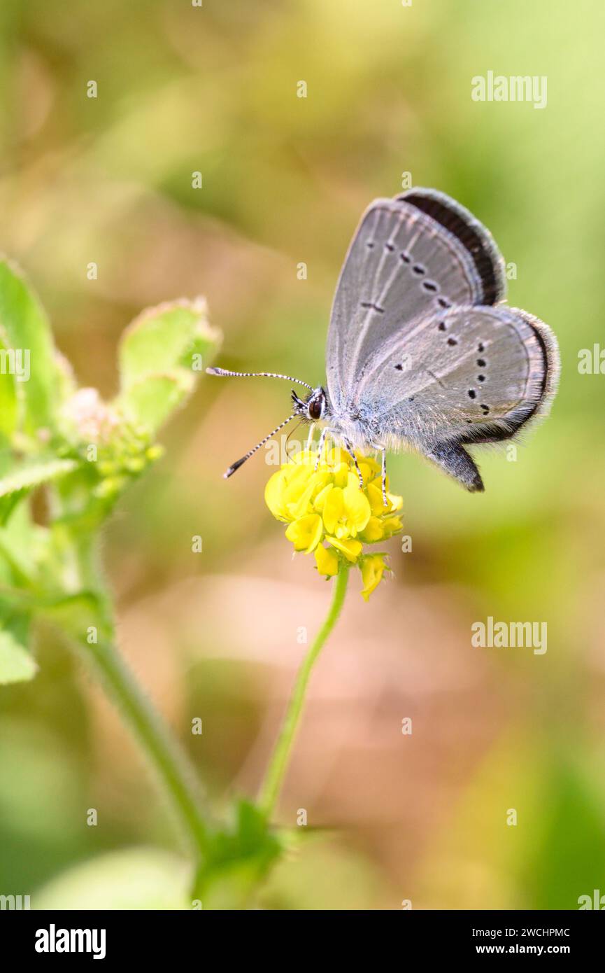 Le petit bleu (Cupido minimus) est un papillon paléarctique de la famille des Lycaenidae Banque D'Images