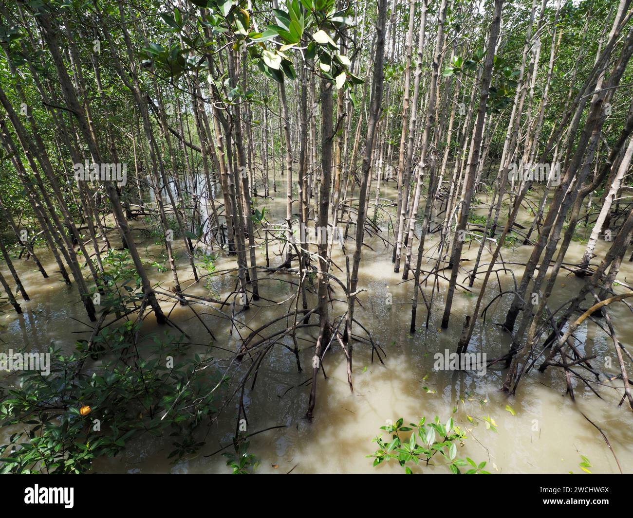 Mangrove à Tanjung Piai, Malaisie Banque D'Images