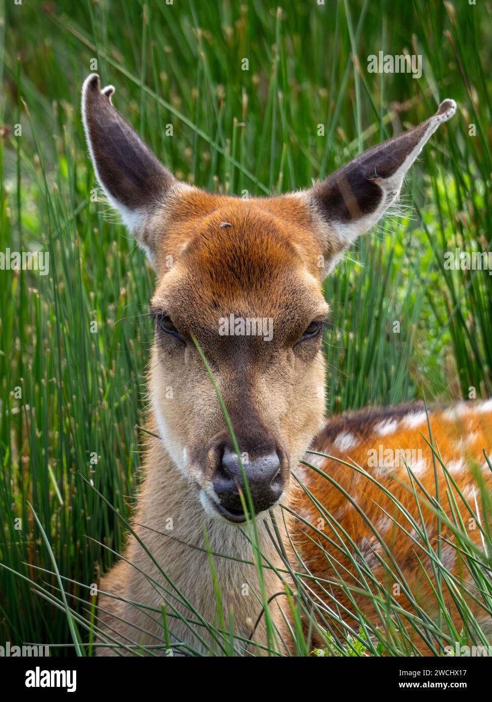 Skia Deer, également connu sous le nom de cerf tacheté du Nord ou le cerf japonais reposant dans la longue herbe sous le soleil chaud. Banque D'Images