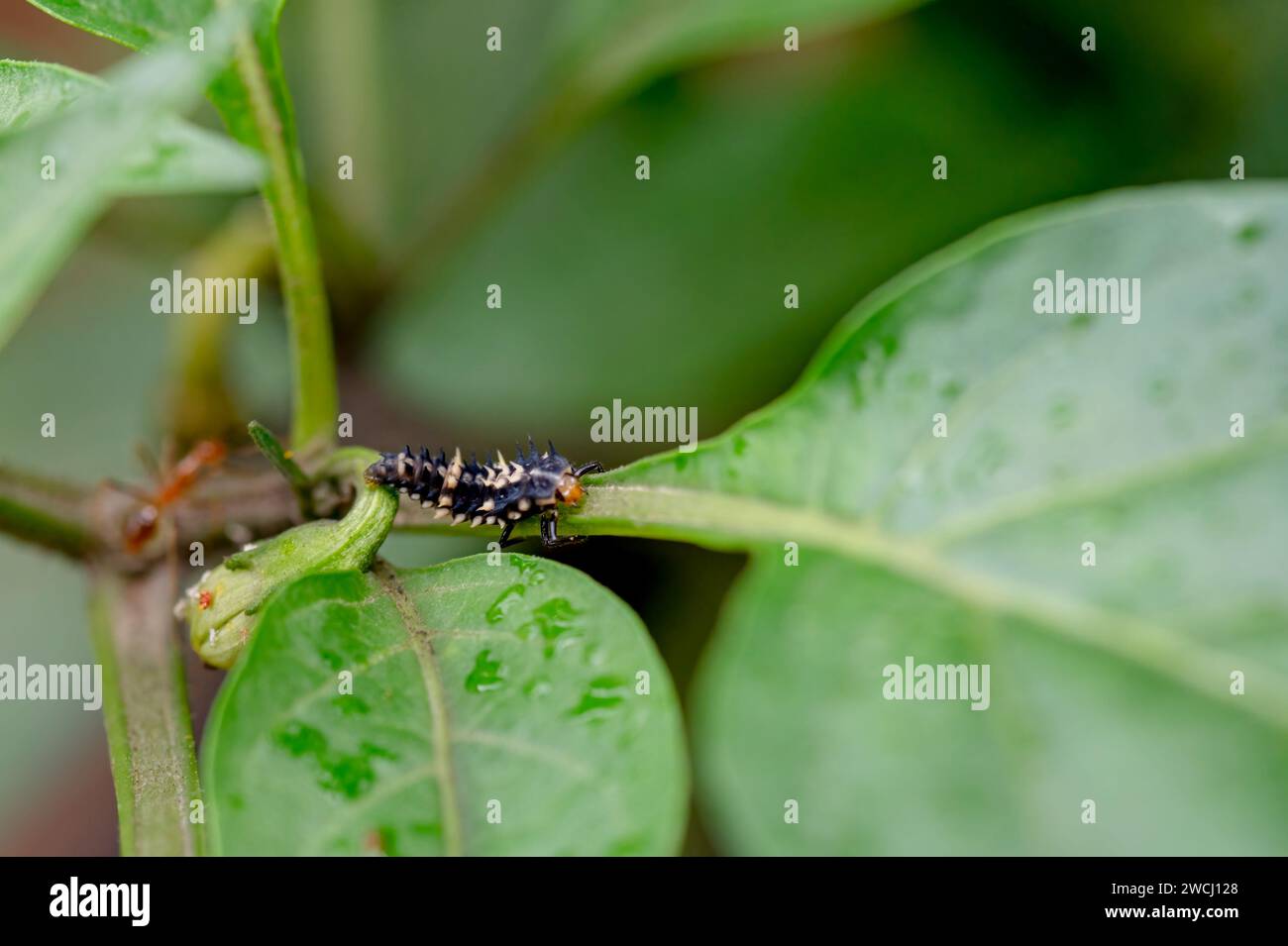 Larves de coccinelles sur la feuille de plante froide. Banque D'Images