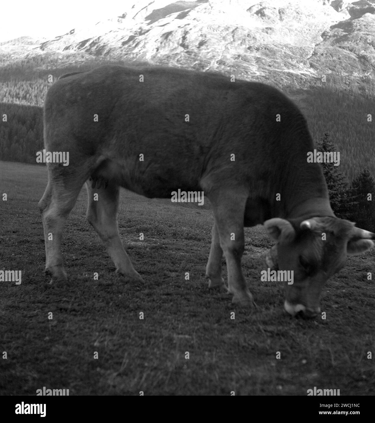 Années 1950, historique, en hauteur, une vache avec cloche en acier autour de son cou, alpes suisses. Caractéristique distinctive de la région alpine, les cloches sont attachées aux vaches, pour aider les agriculteurs à localiser leurs animaux dans les pâturages des hautes terres. Banque D'Images