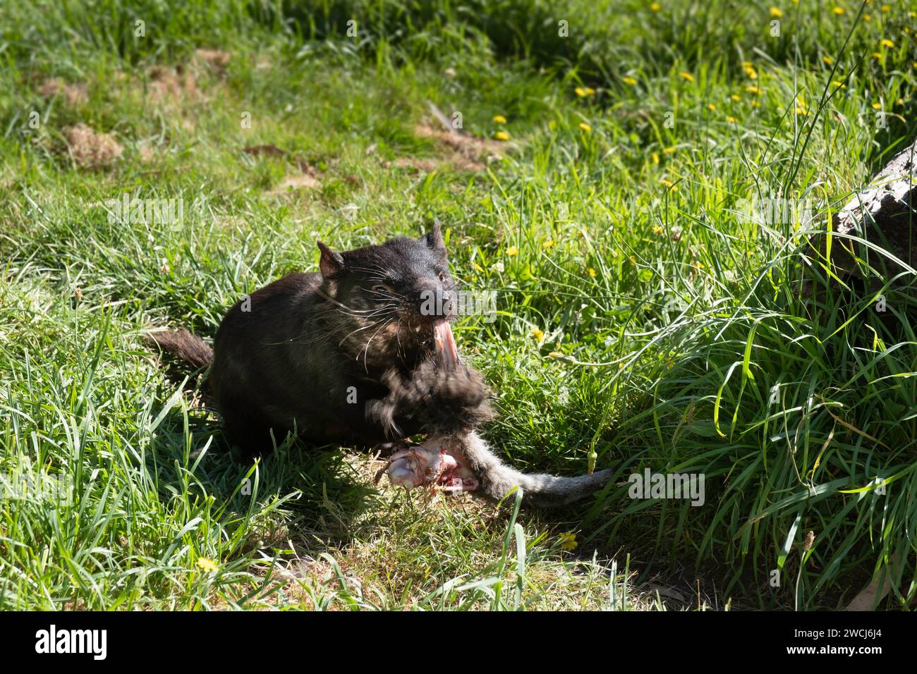 Diable de Tasmanie tirant sur la jambe d'un kangourou tenu au sanctuaire Natureworld de la côte est à Bicheno Banque D'Images