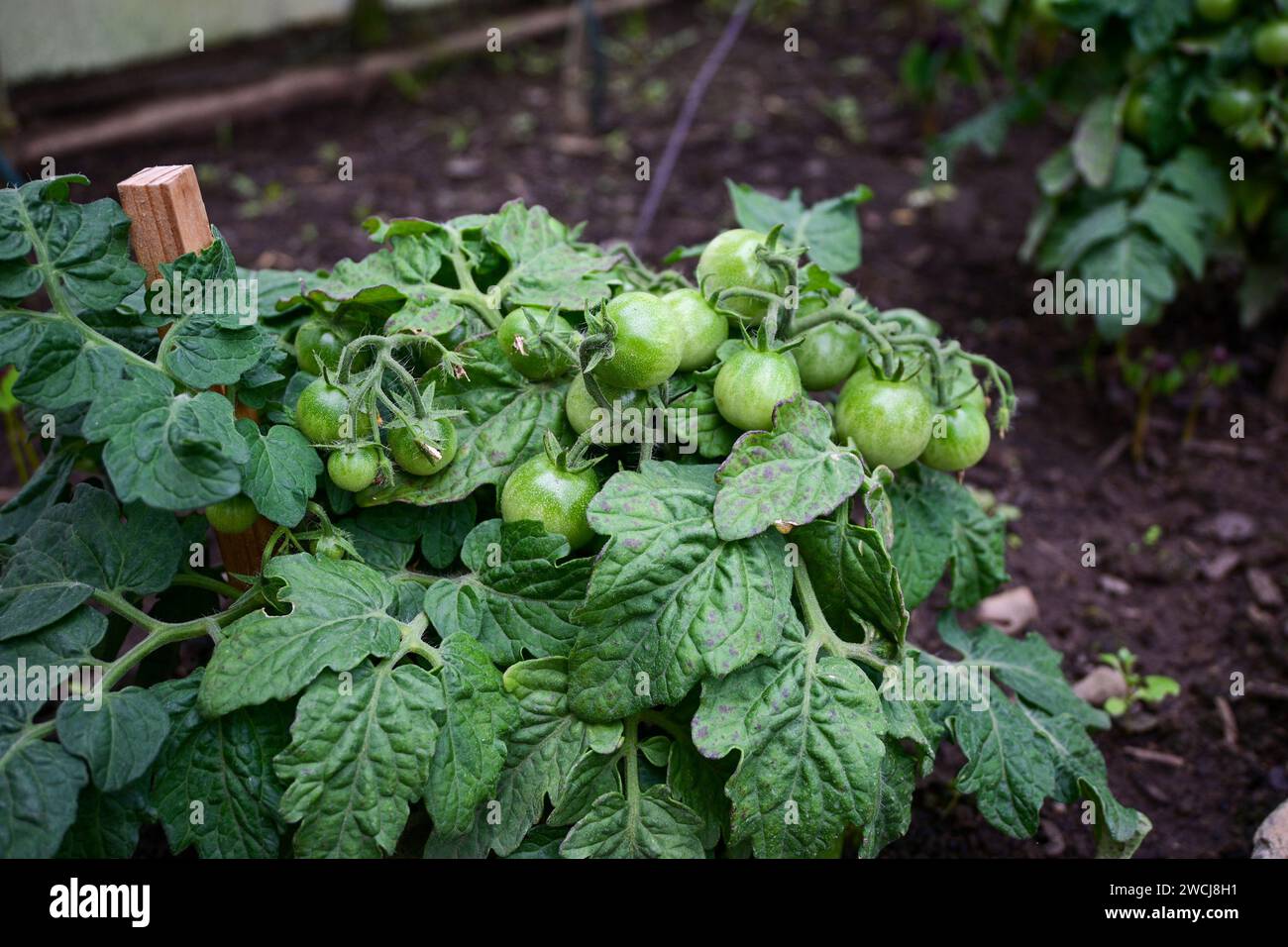 tomates cerises non mûres dans une serre. Banque D'Images