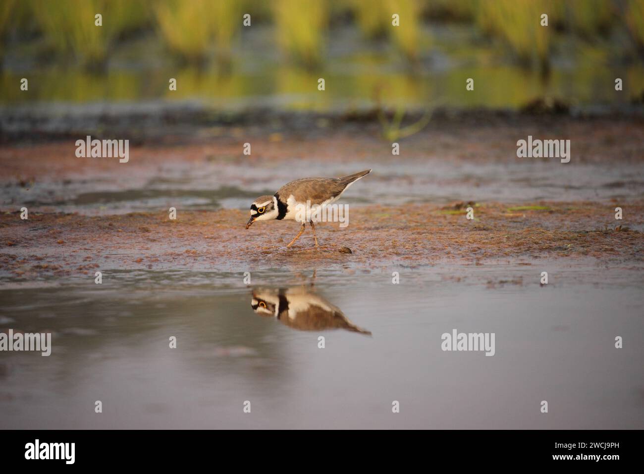 Un petit oiseau pluvier annelé cherche de la nourriture. Banque D'Images