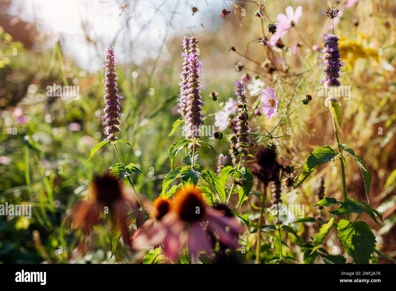 Agastache fleurissant par des échinacées de coneflower rose dans le jardin d'été au coucher du soleil. L'herbe parfumée pousse sur le lit de fleurs. Jardinage. Combinaisons de plantes Banque D'Images