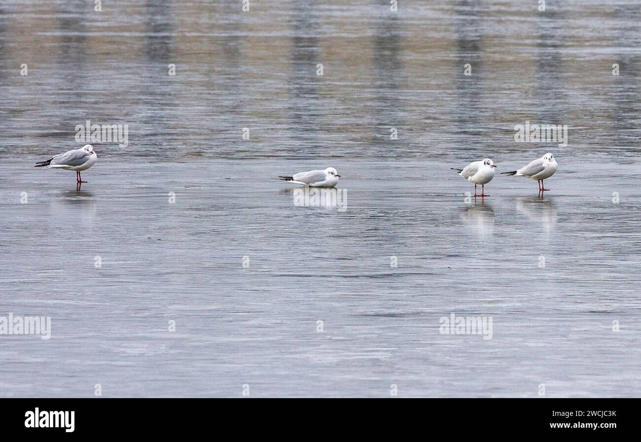 Rosscarbery, West Cork, Irlande. Mardi 16 janvier 2024. Avec des températures nocturnes qui tombent bien en dessous de zéro, la faune est également en difficulté pendant cette vague de froid. Wildfowl et Gulls trouvent leur accès normal à l'eau gelé. Crédit aphperspective/Alamy Live News Banque D'Images