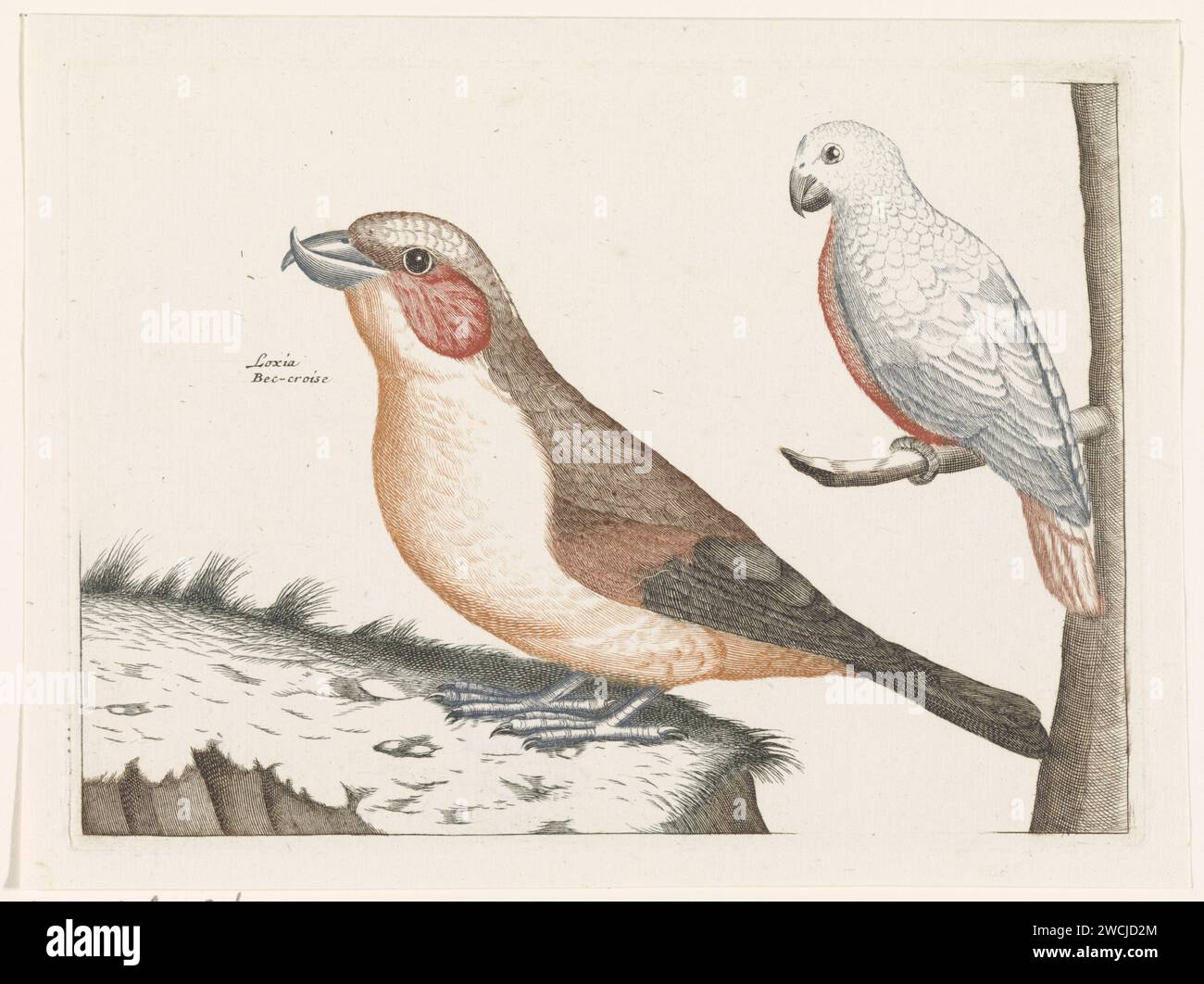 Croix et oiseau blanc, anonyme, 1688 - 1698 impression au premier plan d'une bouche d'entrejambe. En outre, le nom en latin et en français. A droite sur une branche un oiseau blanc au bec incurvé. Pays-Bas papier gravure oiseaux Banque D'Images