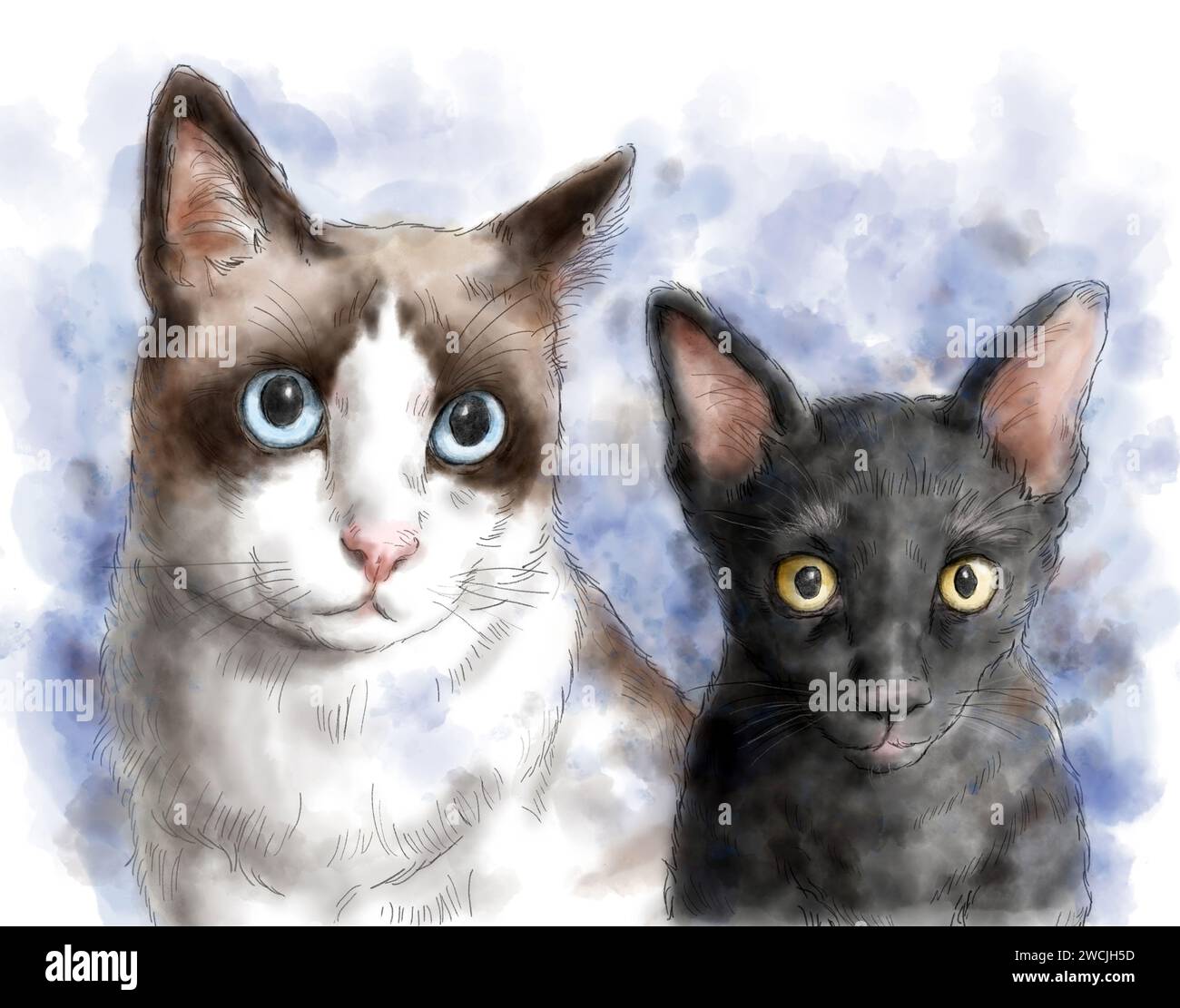 Portrait de deux chats. Un jeune adulte brun foncé visage, corps blanc et Bombay de quatre mois de couleur noire. Peinture à l'aquarelle. Conc. Animal domestique Banque D'Images
