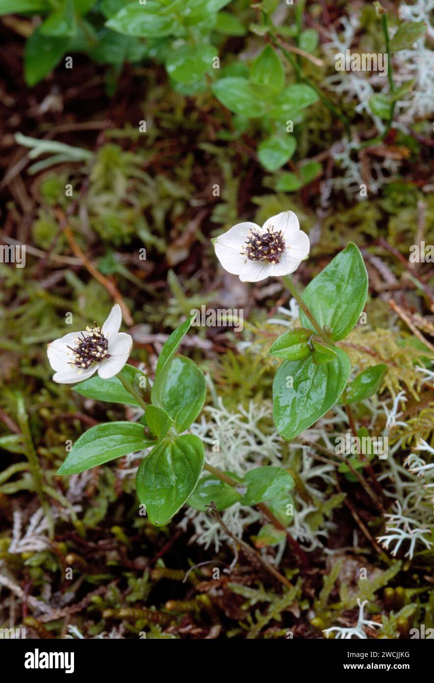 Cornel nain (Cornus suecica) poussant parmi les bruyères dans la réserve naturelle nationale de Beinn Eighe, Wester Ross, Écosse, juin 2001 Banque D'Images