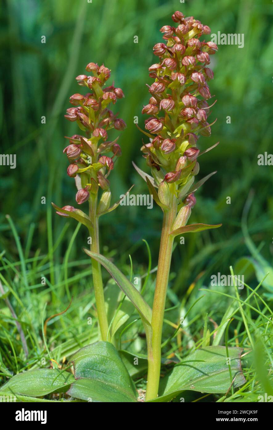 Orchidée de grenouille (Dactylorhiza viridis) fleurs de pointes de plantes poussant sur les prairies côtières machair de la réserve naturelle RSPB de Balranald, North Uist Banque D'Images