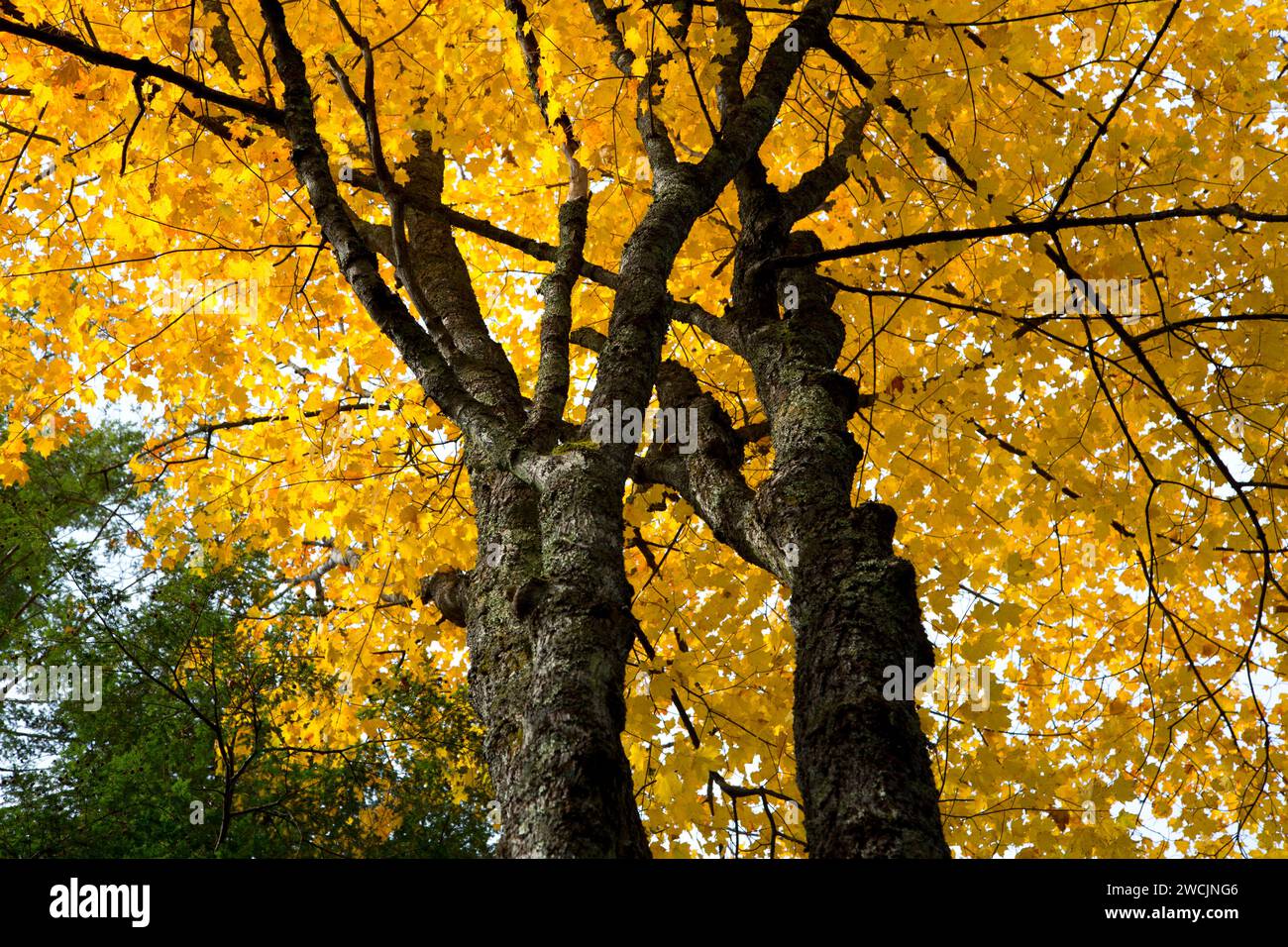 L'érable de l'automne par White Deer Lake Trail, Chequamegon-Nicolet National Forest, Wisconsin Banque D'Images