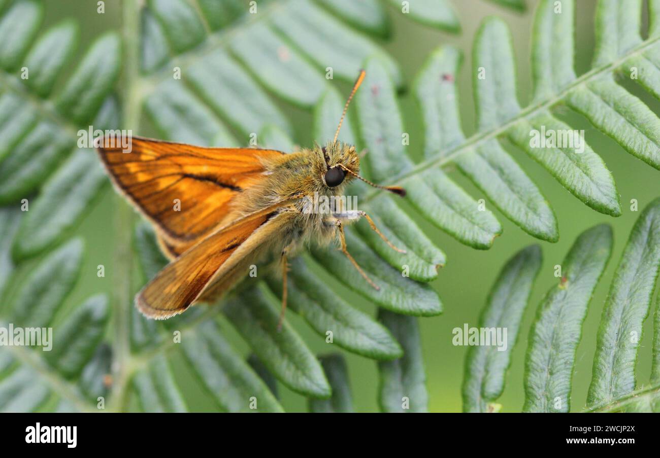 Gros plan sur le grand papillon Skipper Banque D'Images