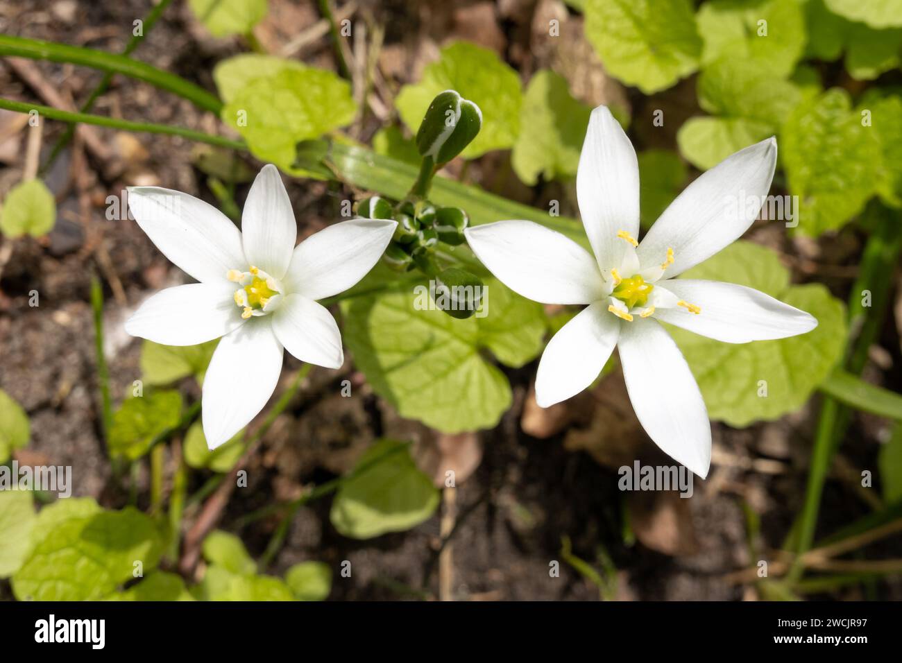Deux fleurs d'Ornithogalum umbellatum, l'étoile du jardin de Bethléem, lys d'herbe, sieste à midi, ou dame de onze heures Banque D'Images