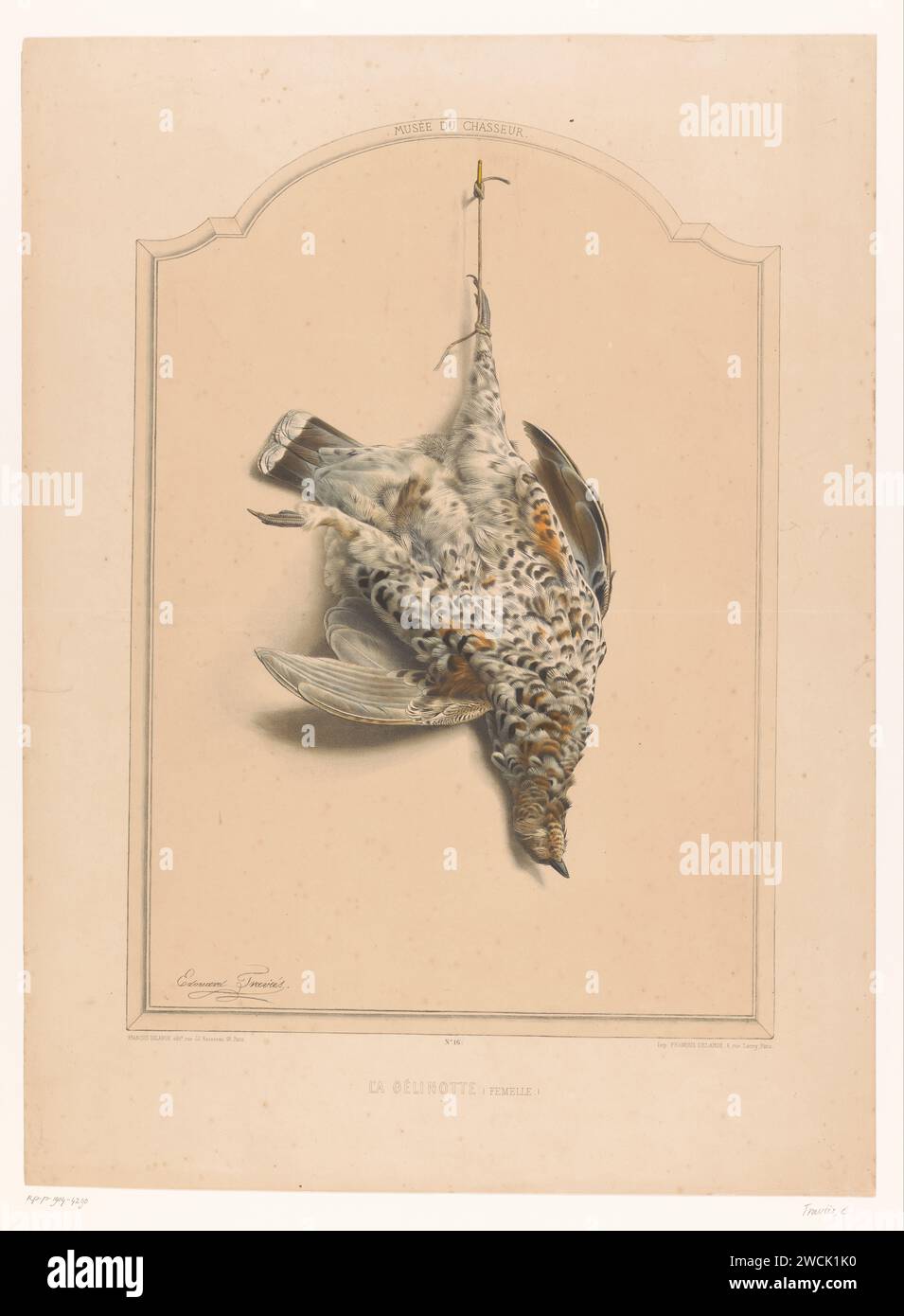Femelle morte Hazelhoen (bonasia bonasia) accrochée à une jambe, Edouard Traviès, 1851 - 1870 print Paris papier oiseaux. chasse aux oiseaux Banque D'Images