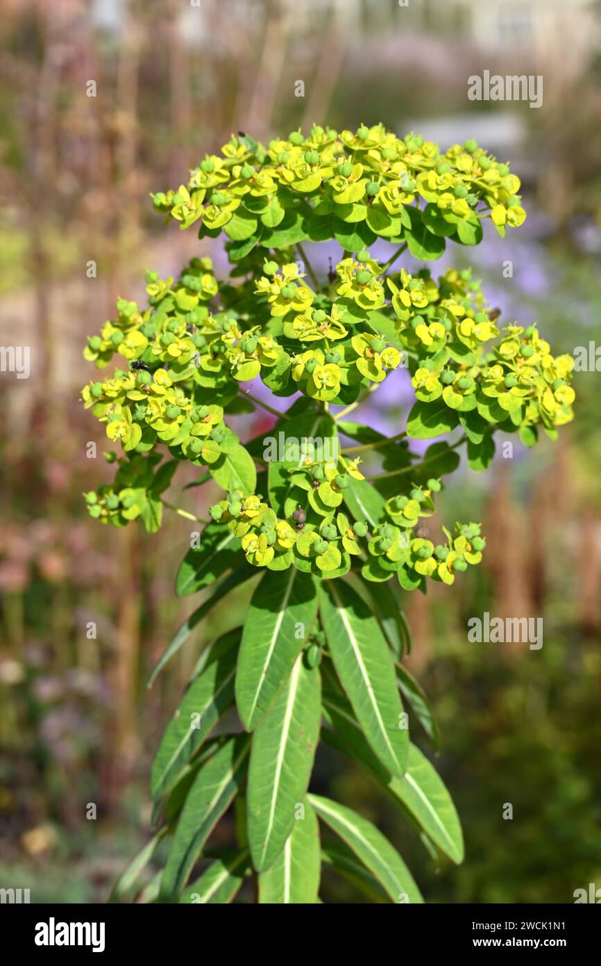 Fleurs vert acide brillant de fin d'été de l'euphorbia donii 'Amjillasa' poussant dans le jardin britannique septembre Banque D'Images