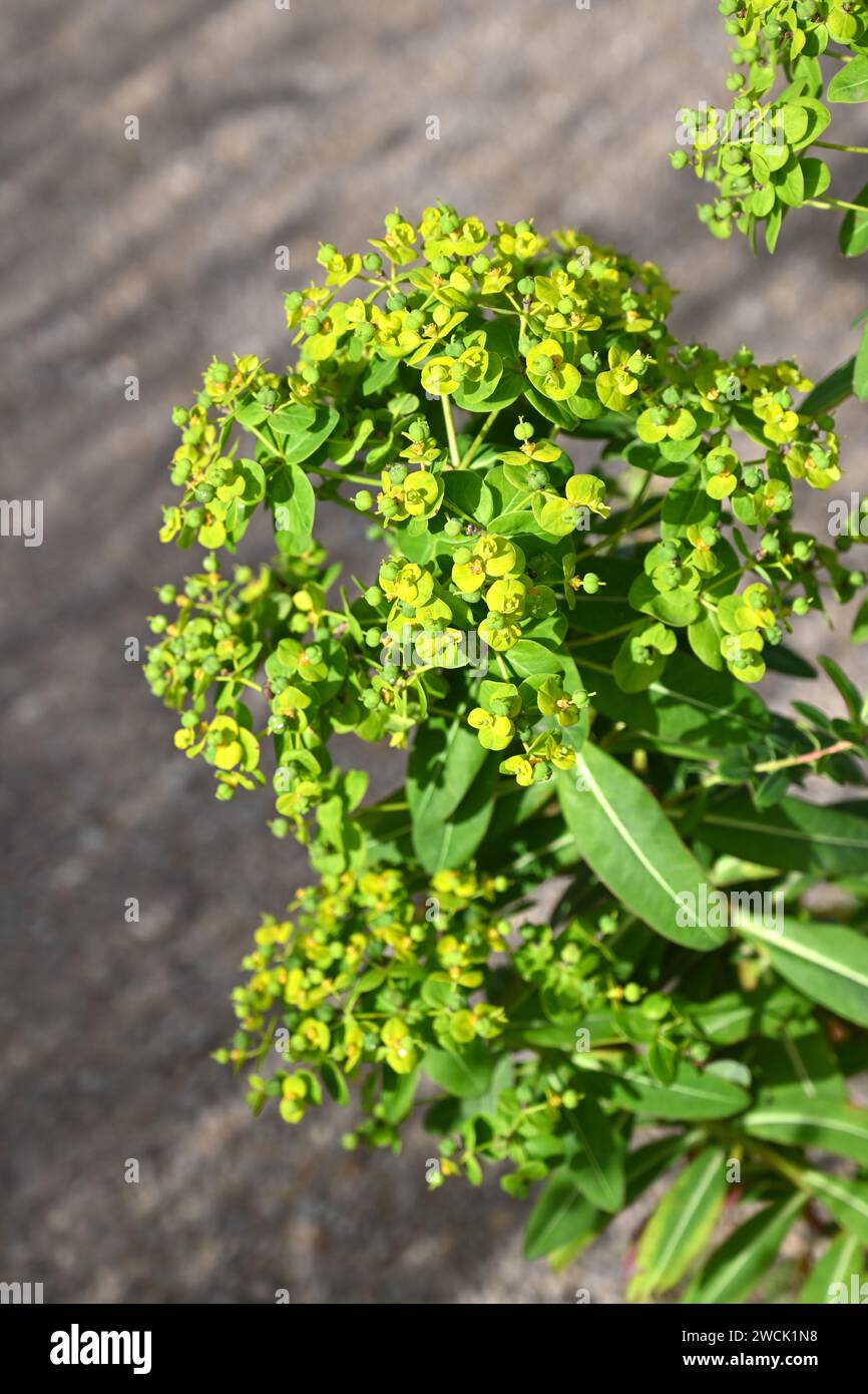 Fleurs vert acide brillant de fin d'été de l'euphorbia donii 'Amjillasa' poussant dans le jardin britannique septembre Banque D'Images