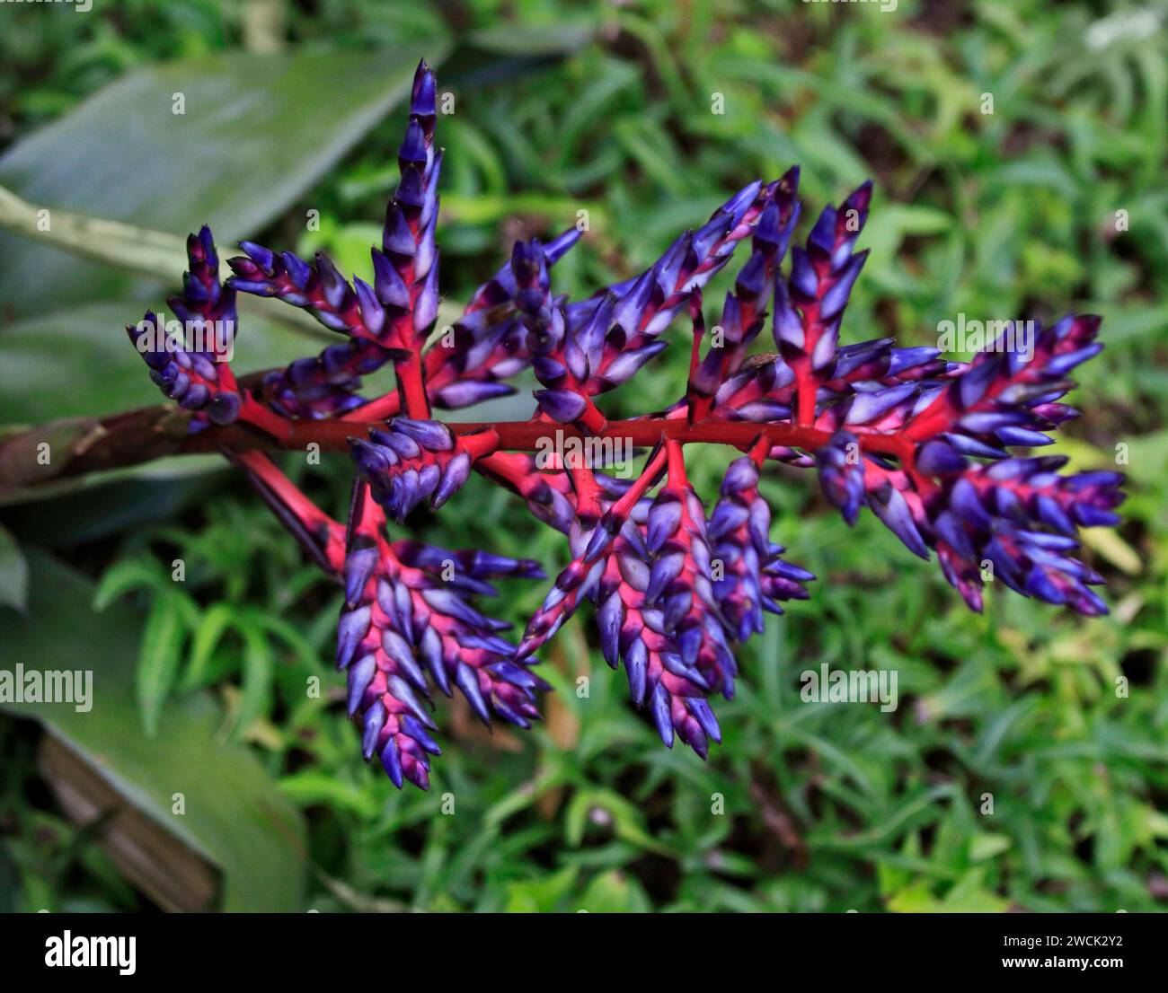 Aechmea Blue Tango Banque D'Images