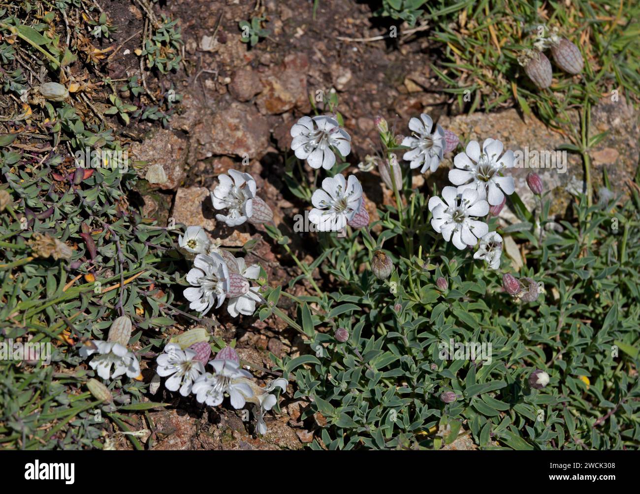 Silene uniflora Banque D'Images