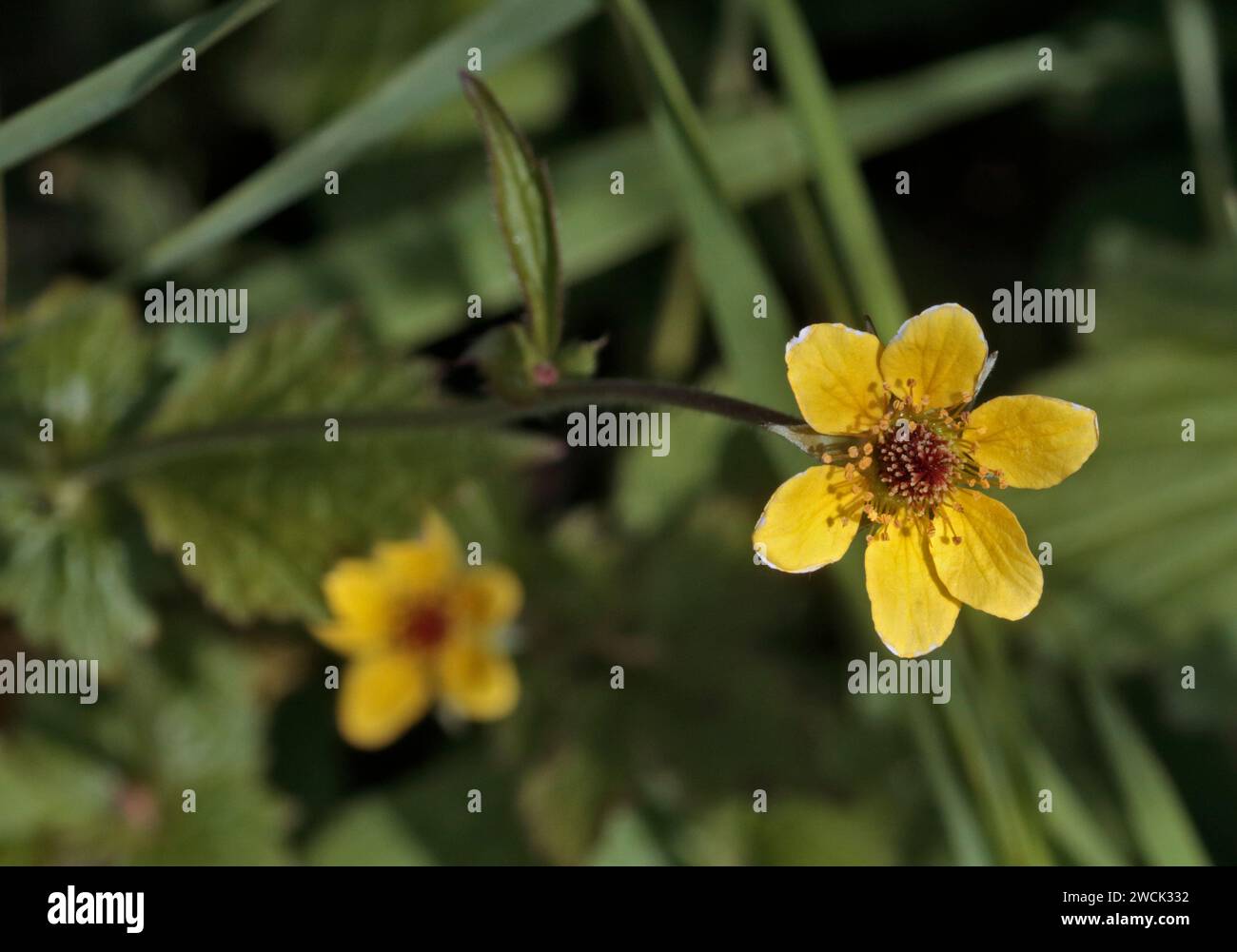 Geum Organum Banque D'Images