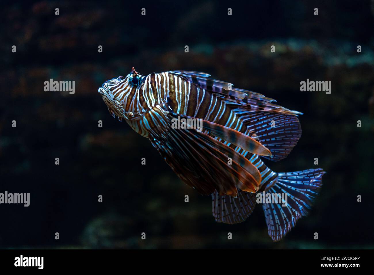 Luciole du diable ou poisson lion nageant dans l'aquarium. Banque D'Images