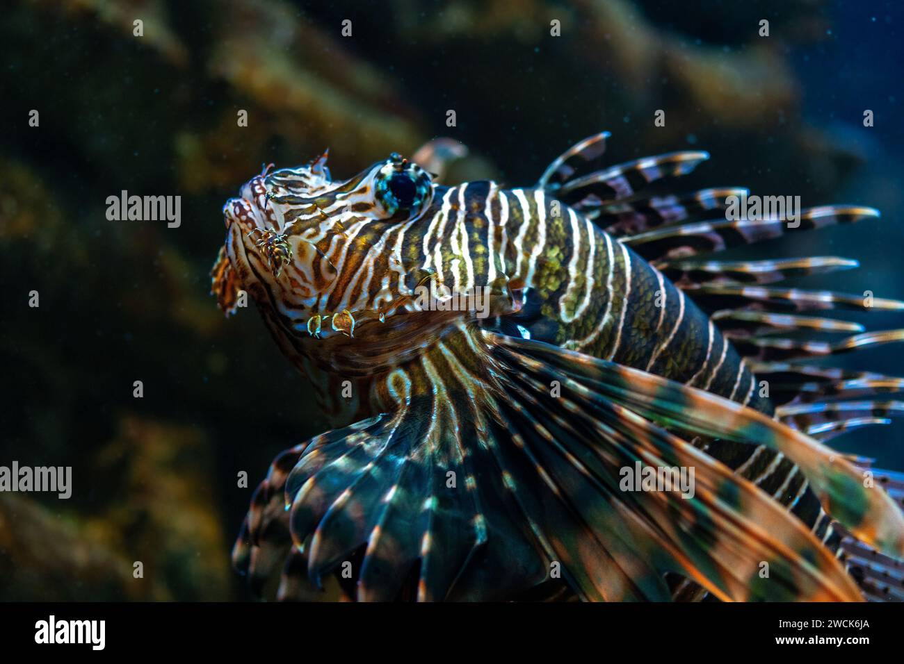 Vue rapprochée de la luciole du diable ou du poisson lion nageant dans l'aquarium. Banque D'Images