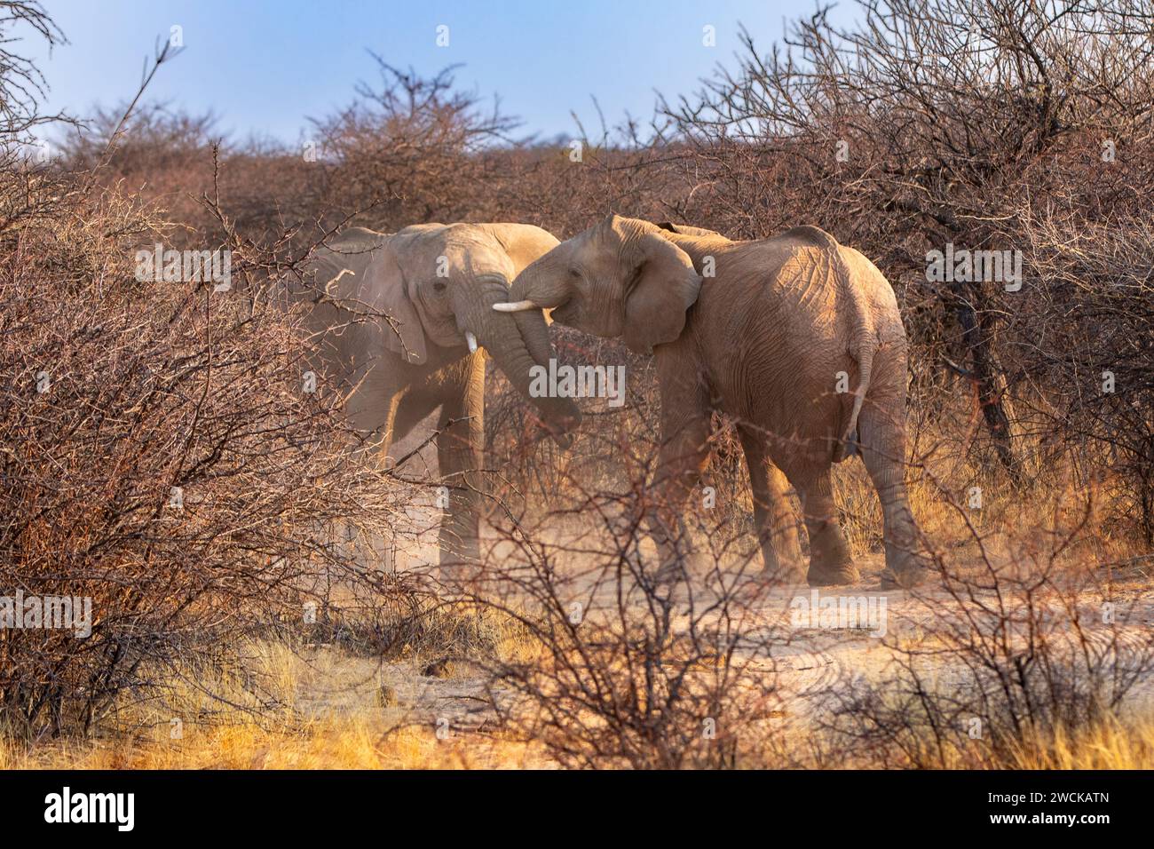 Des éléphants mâles juvéniles se bagarrent tôt le matin dans une réserve de chasse du centre de la Namibie. Banque D'Images
